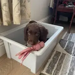English Springer Spaniel