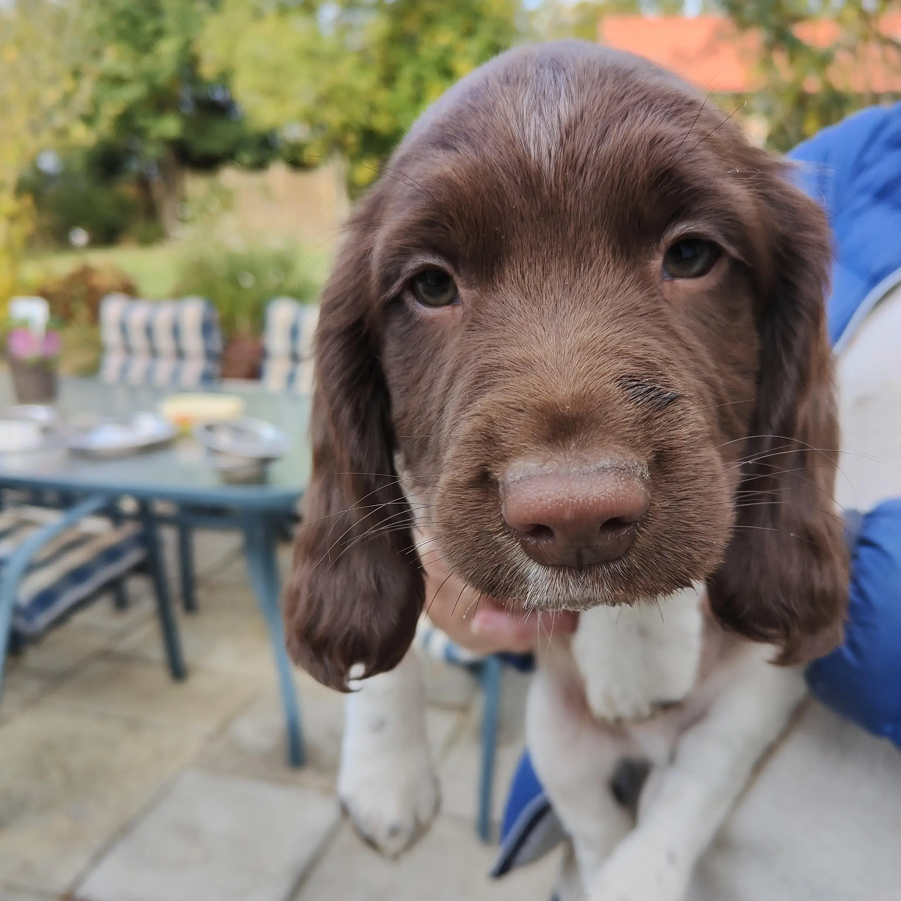 English Springer Spaniel