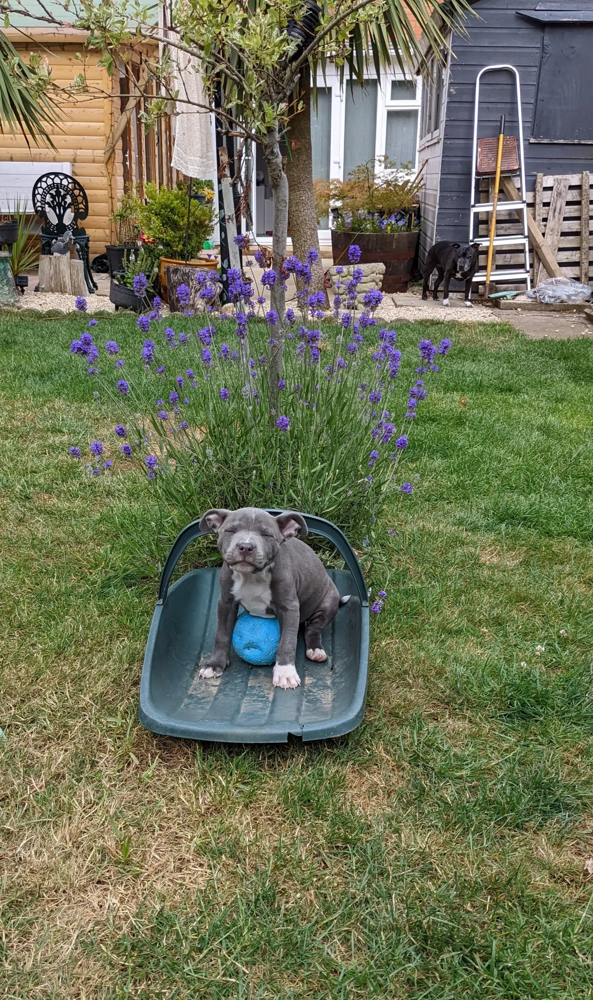 Staffordshire Bull Terrier
