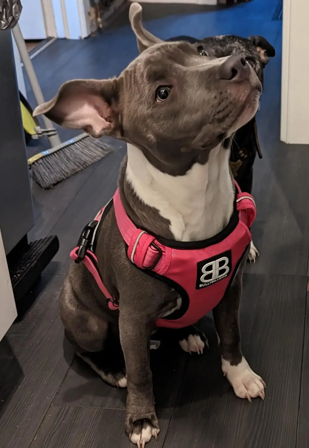 Staffordshire Bull Terrier