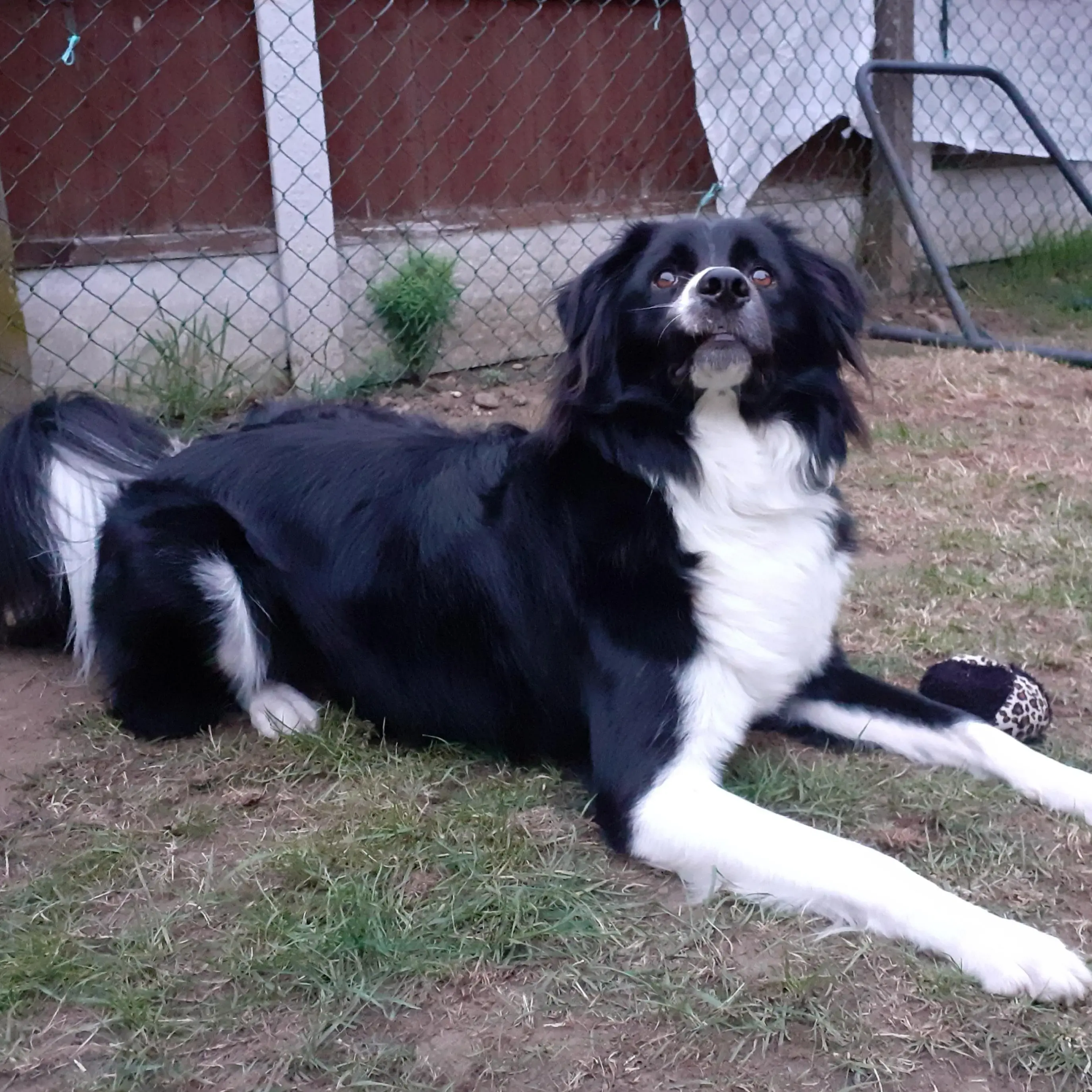 Borzoi