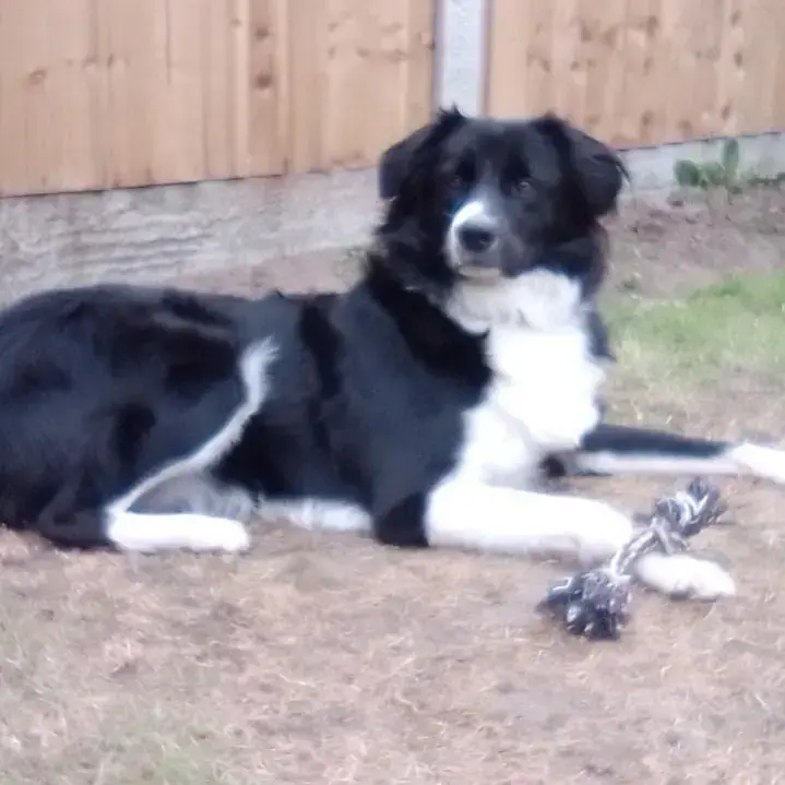 Borzoi