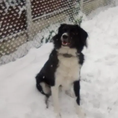 Borzoi