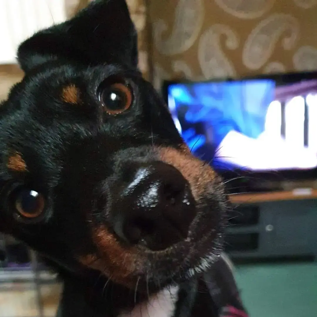 Jack Russell Terrier