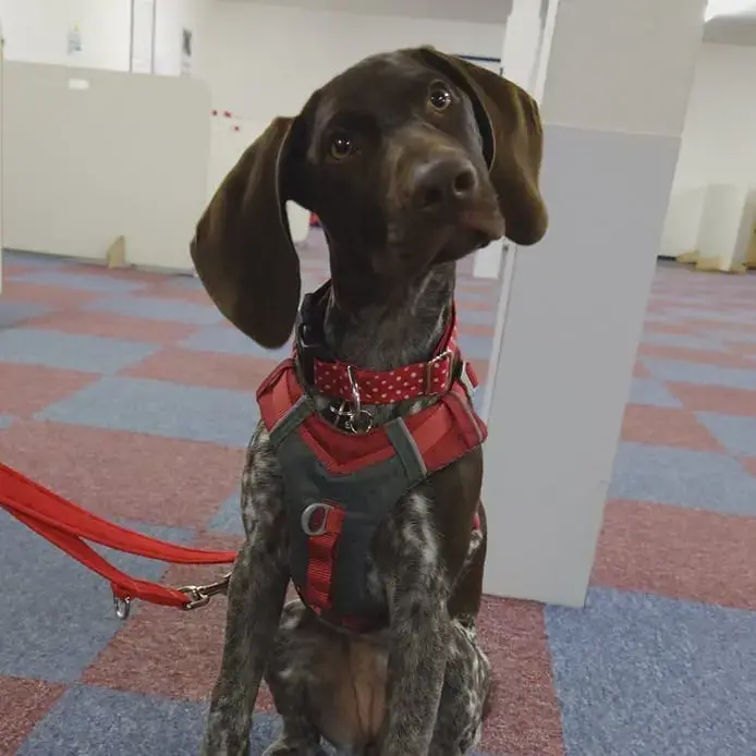 German Short-Haired Pointer