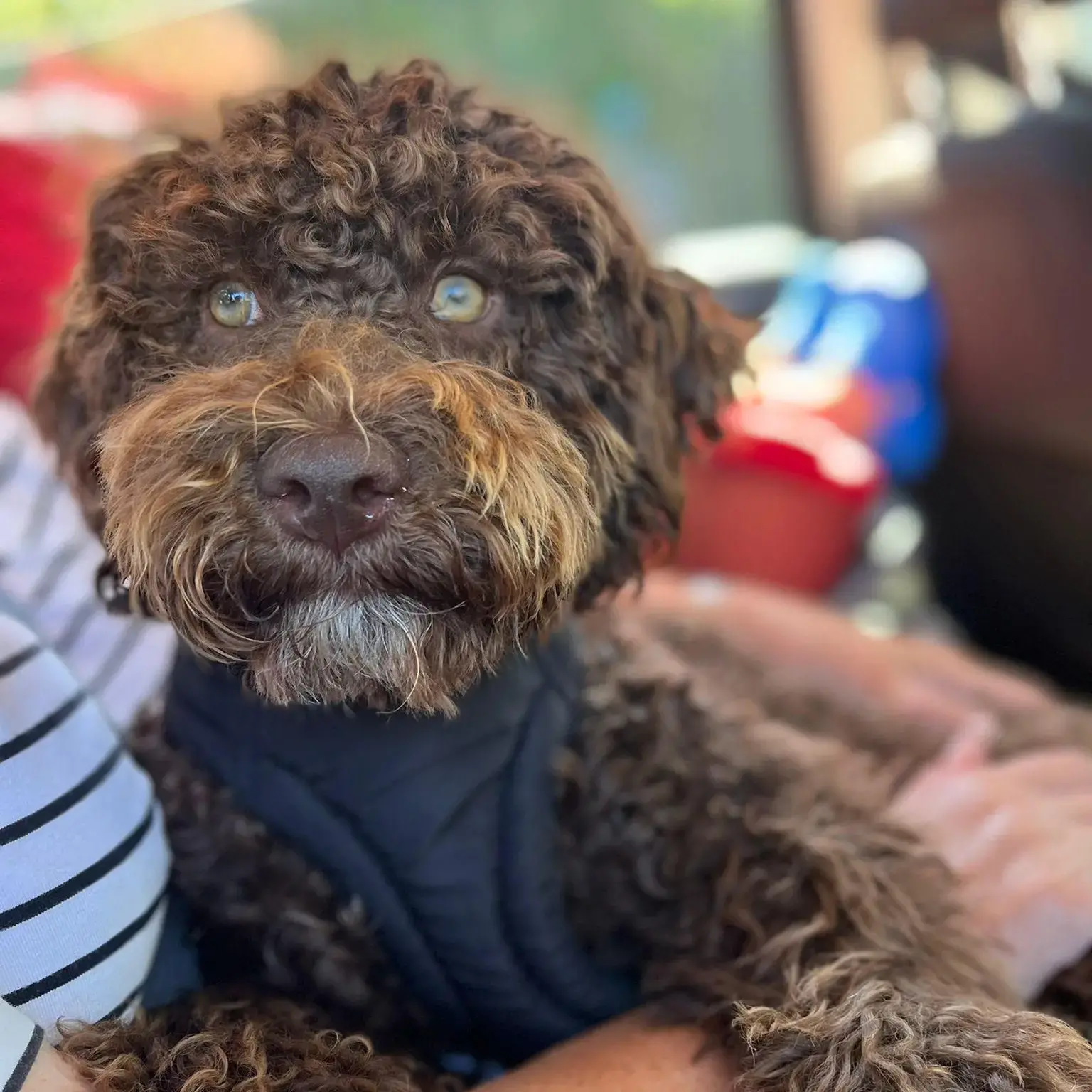 Lagotto Romagnolo