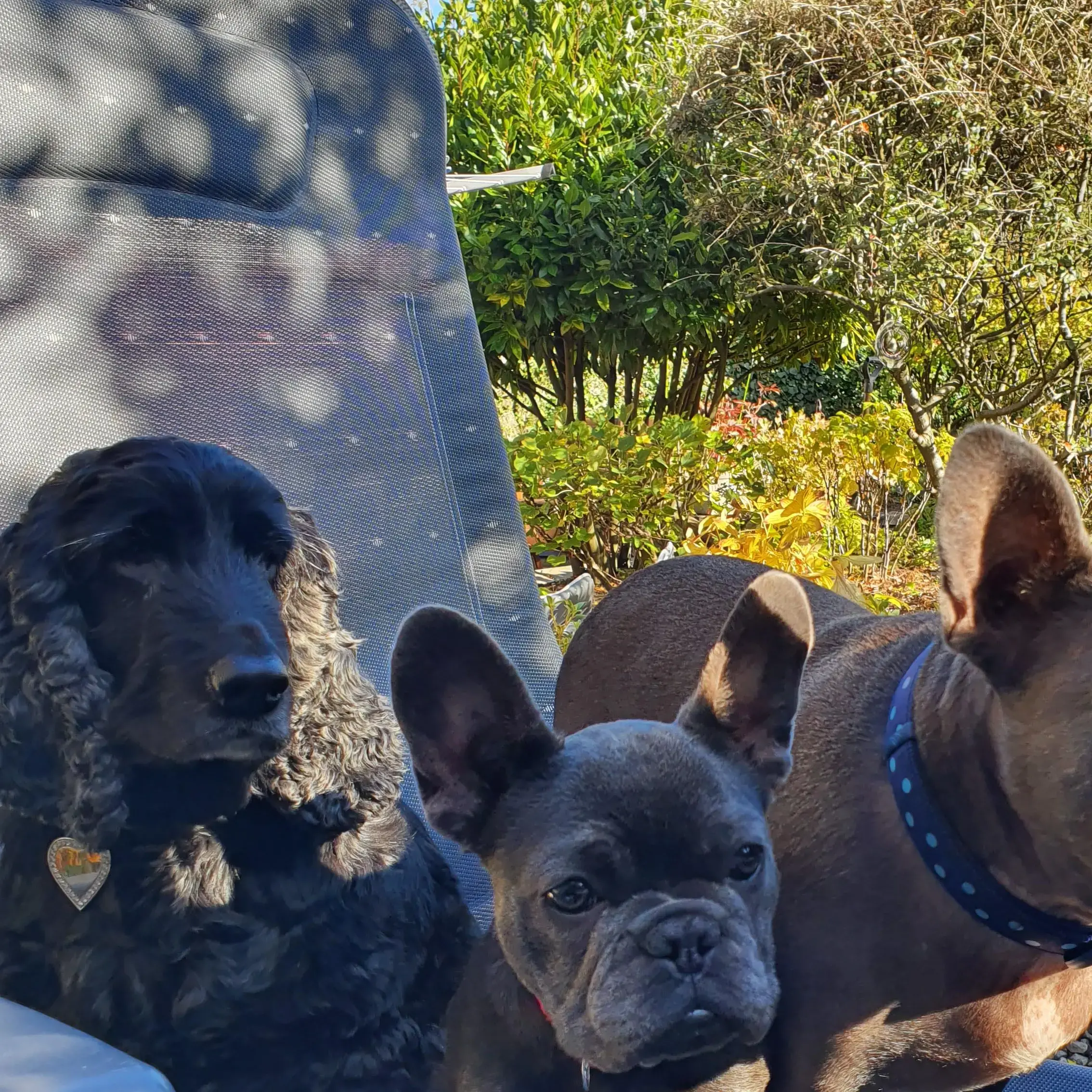French Bulldog