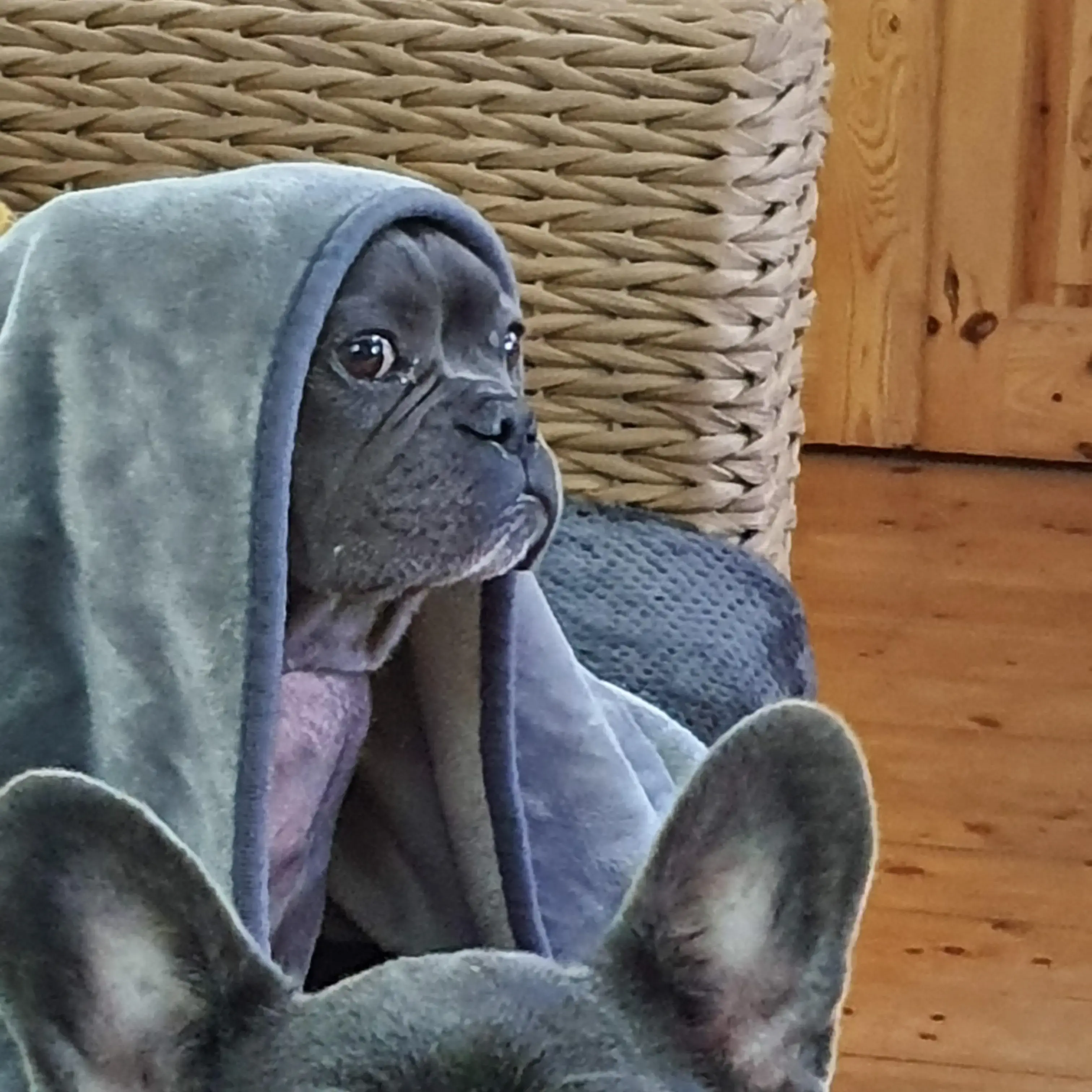 French Bulldog
