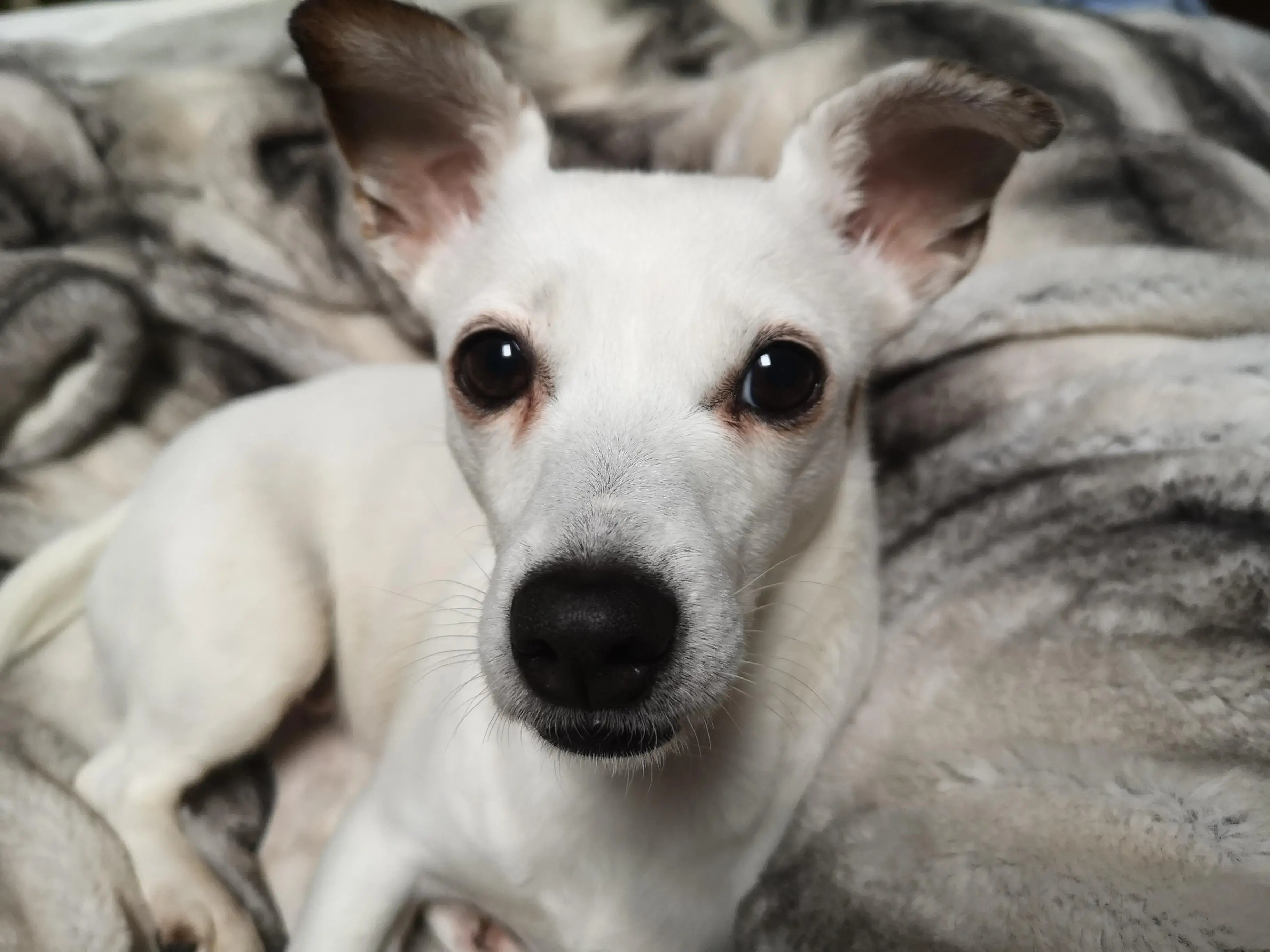 Jack Russell Terrier