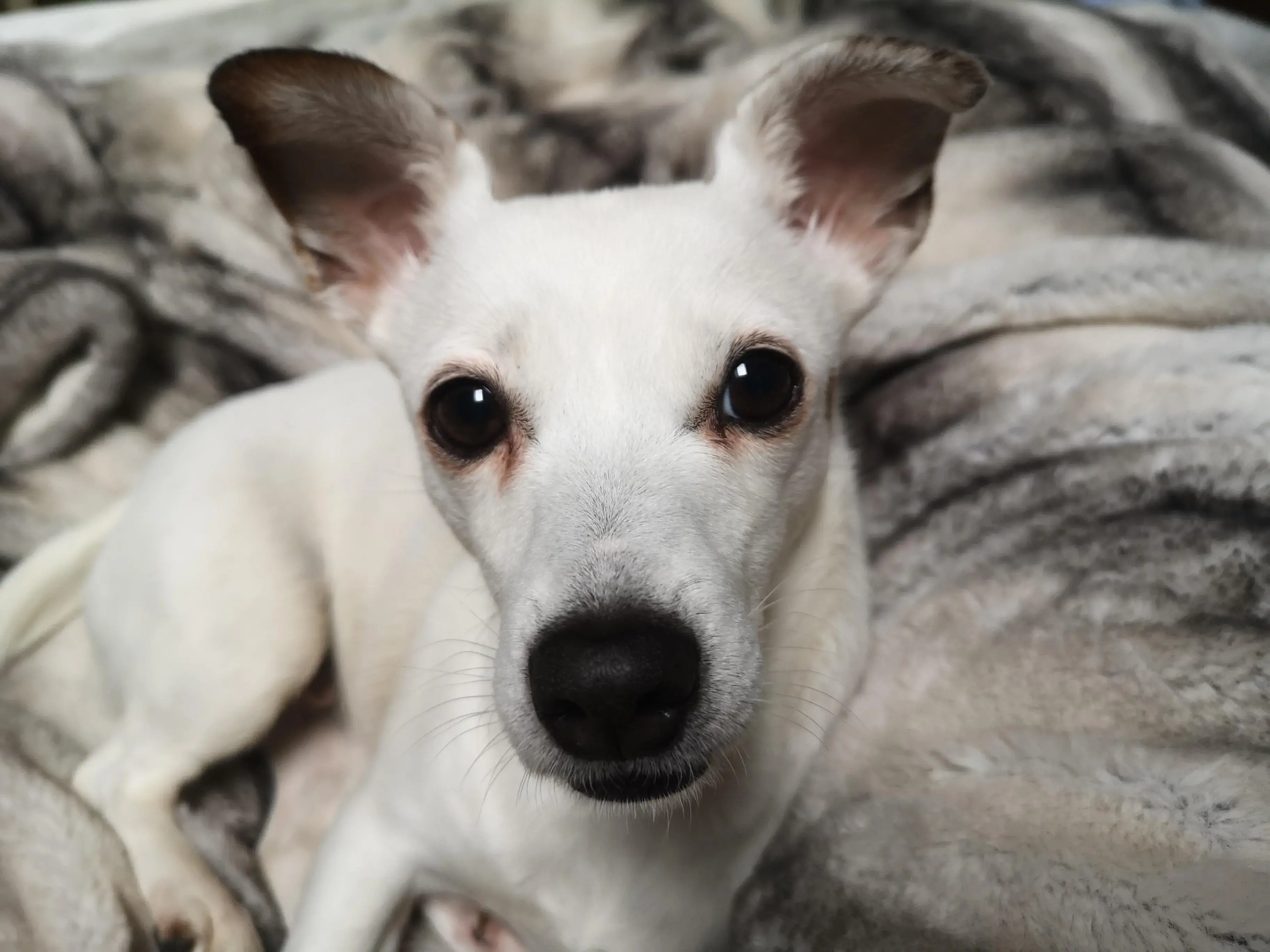 Jack Russell Terrier