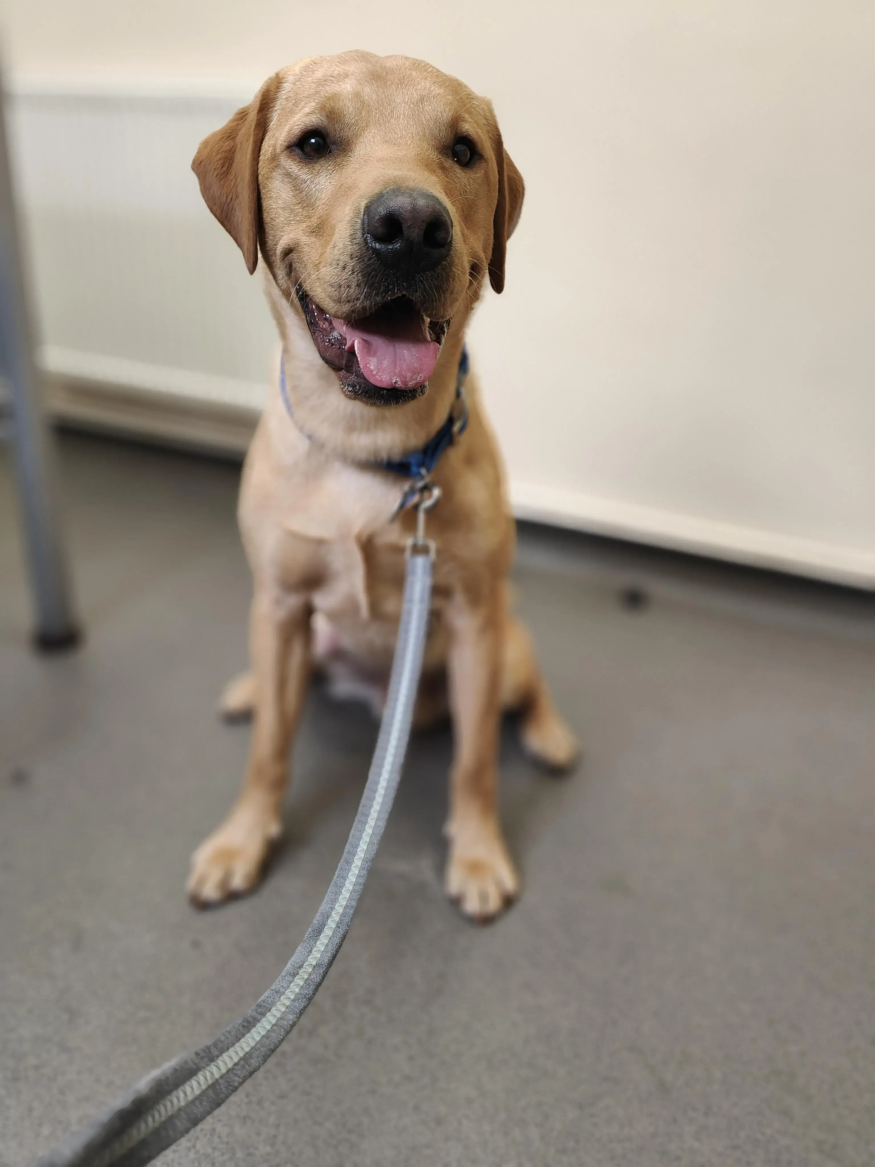 Labrador Retriever