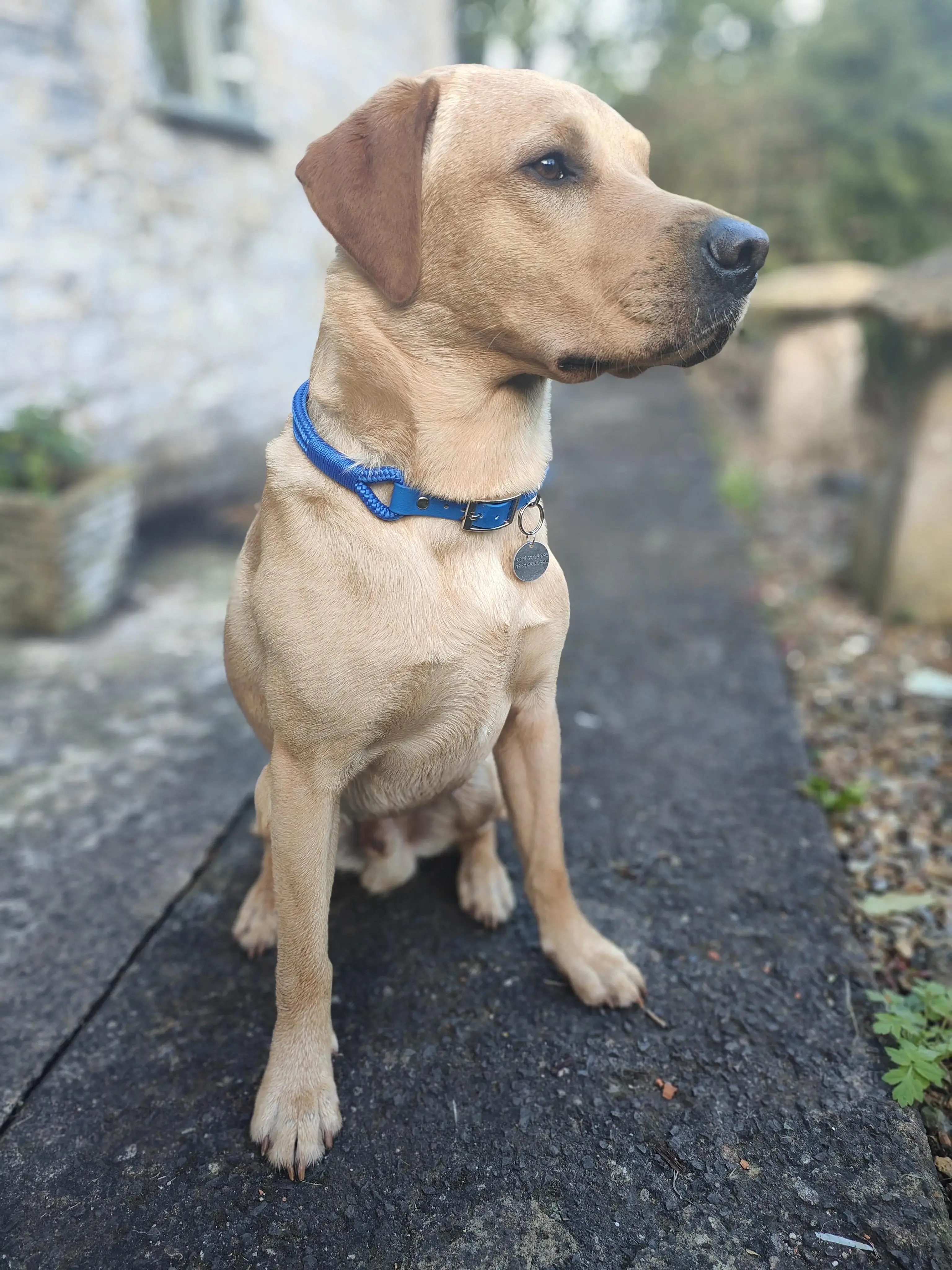 Labrador Retriever