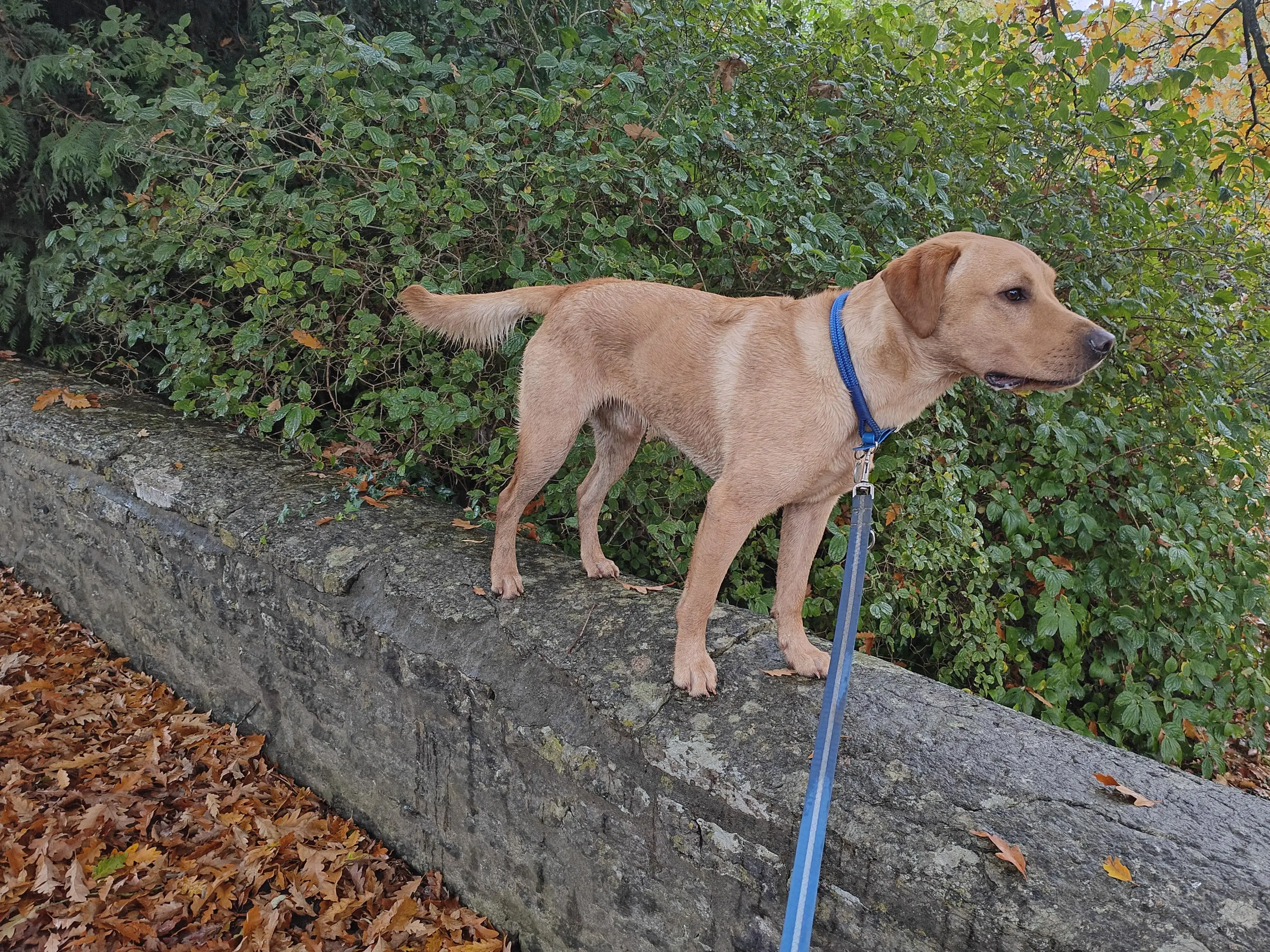 Labrador Retriever