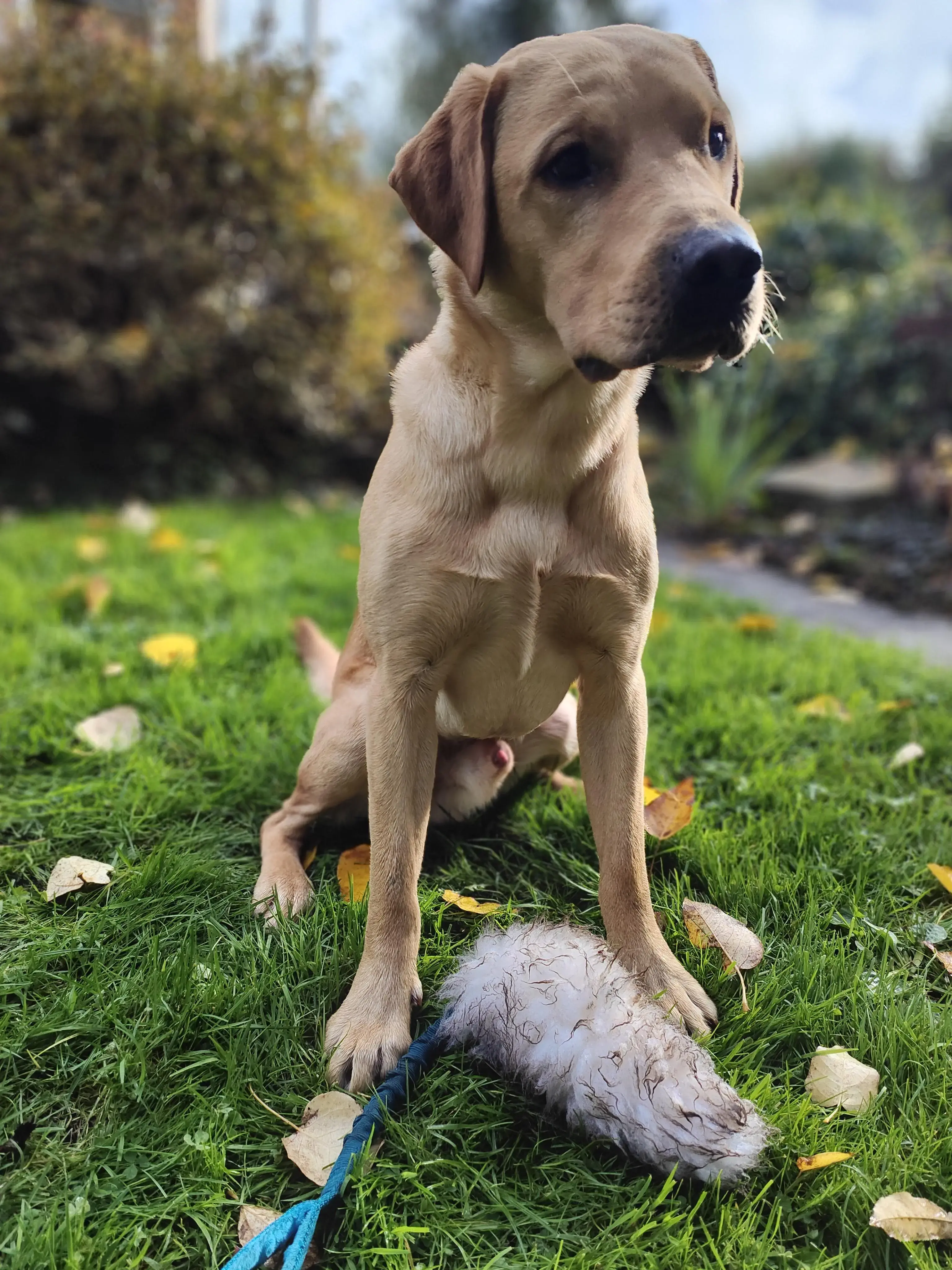 Labrador Retriever