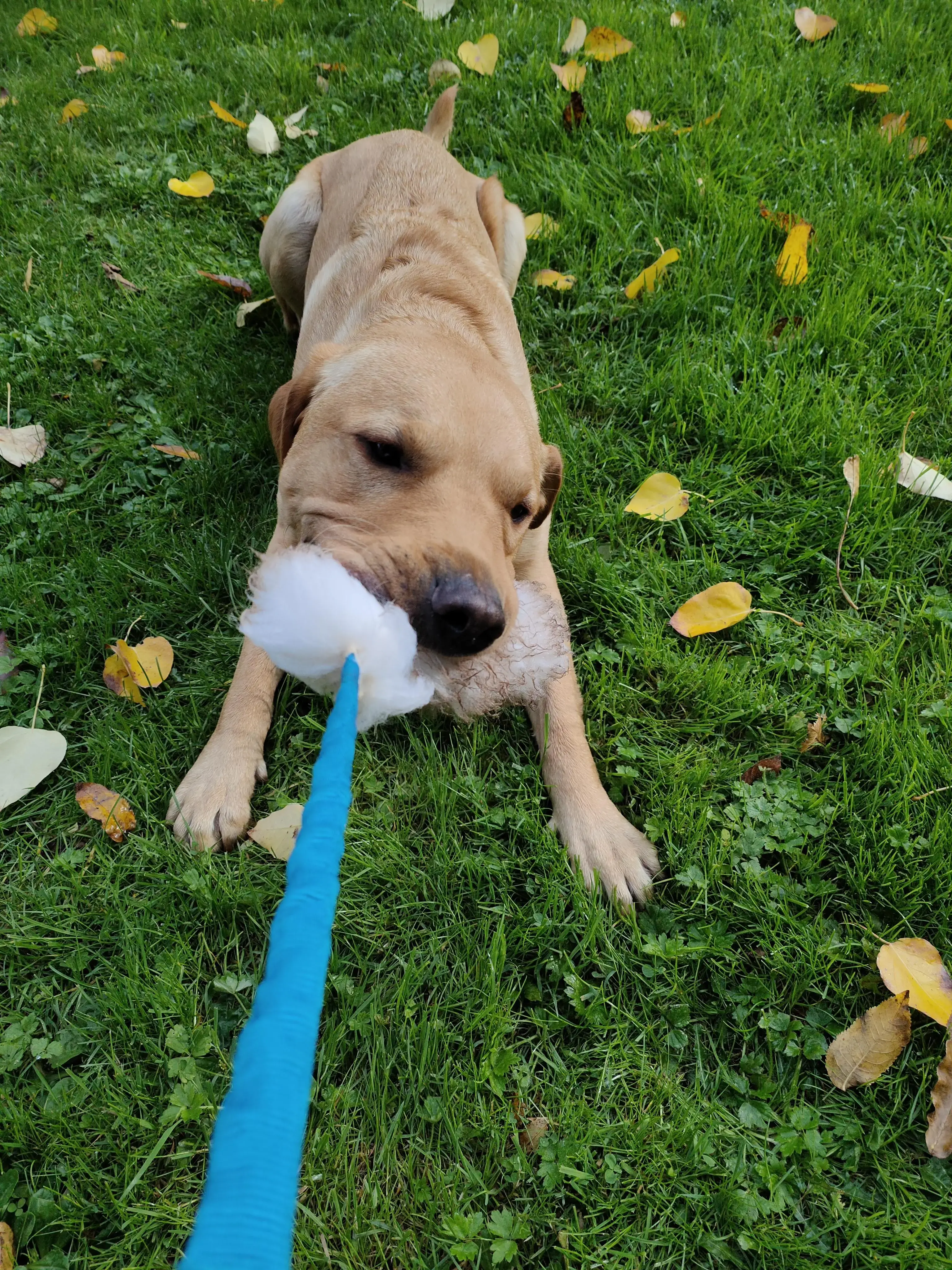 Labrador Retriever