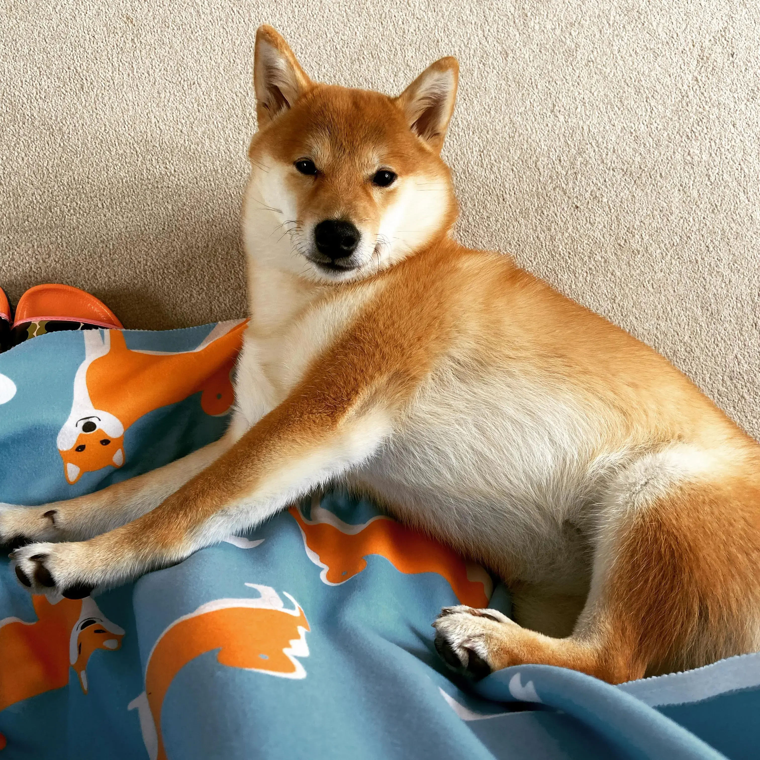 Japanese Shiba Inu