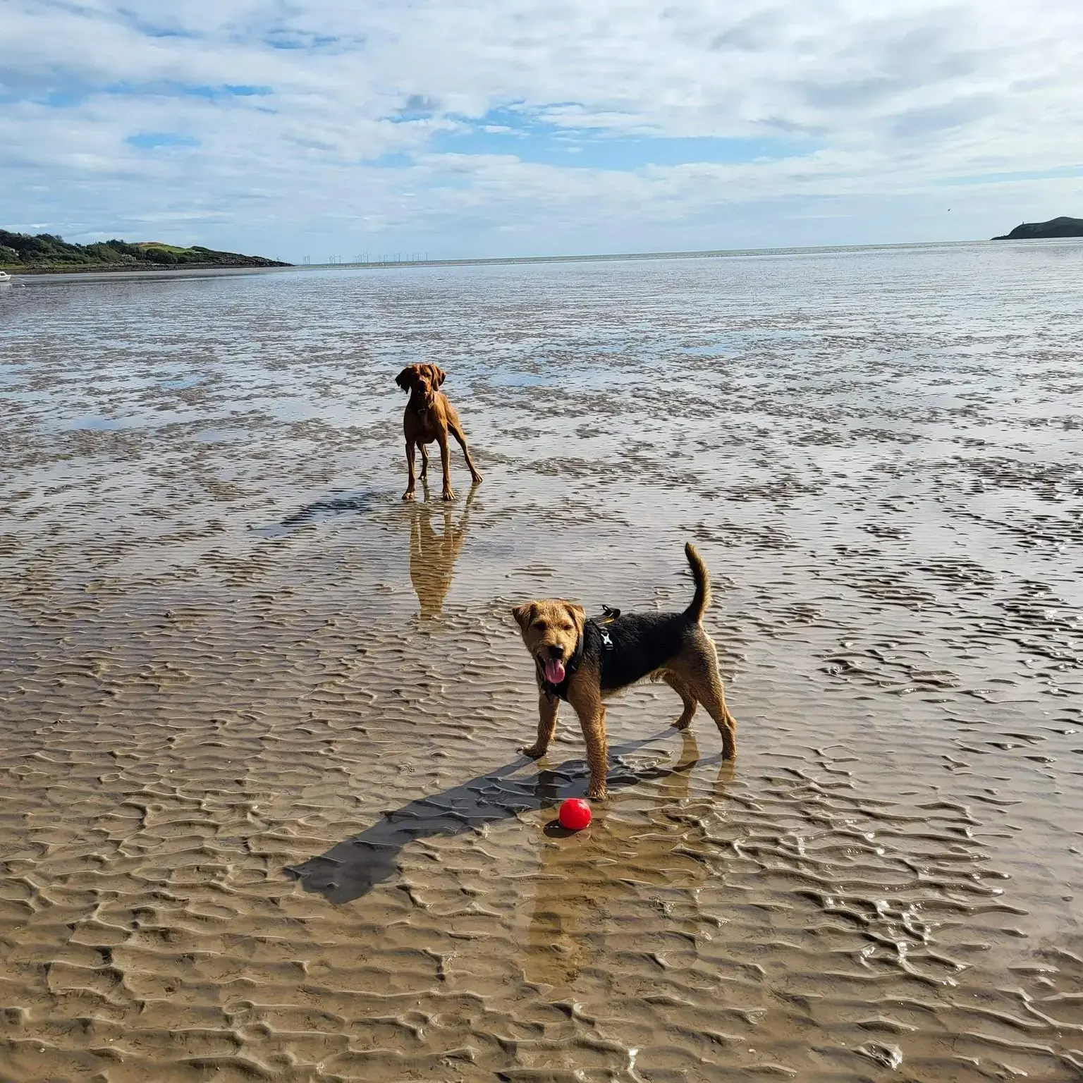 Lakeland Terrier