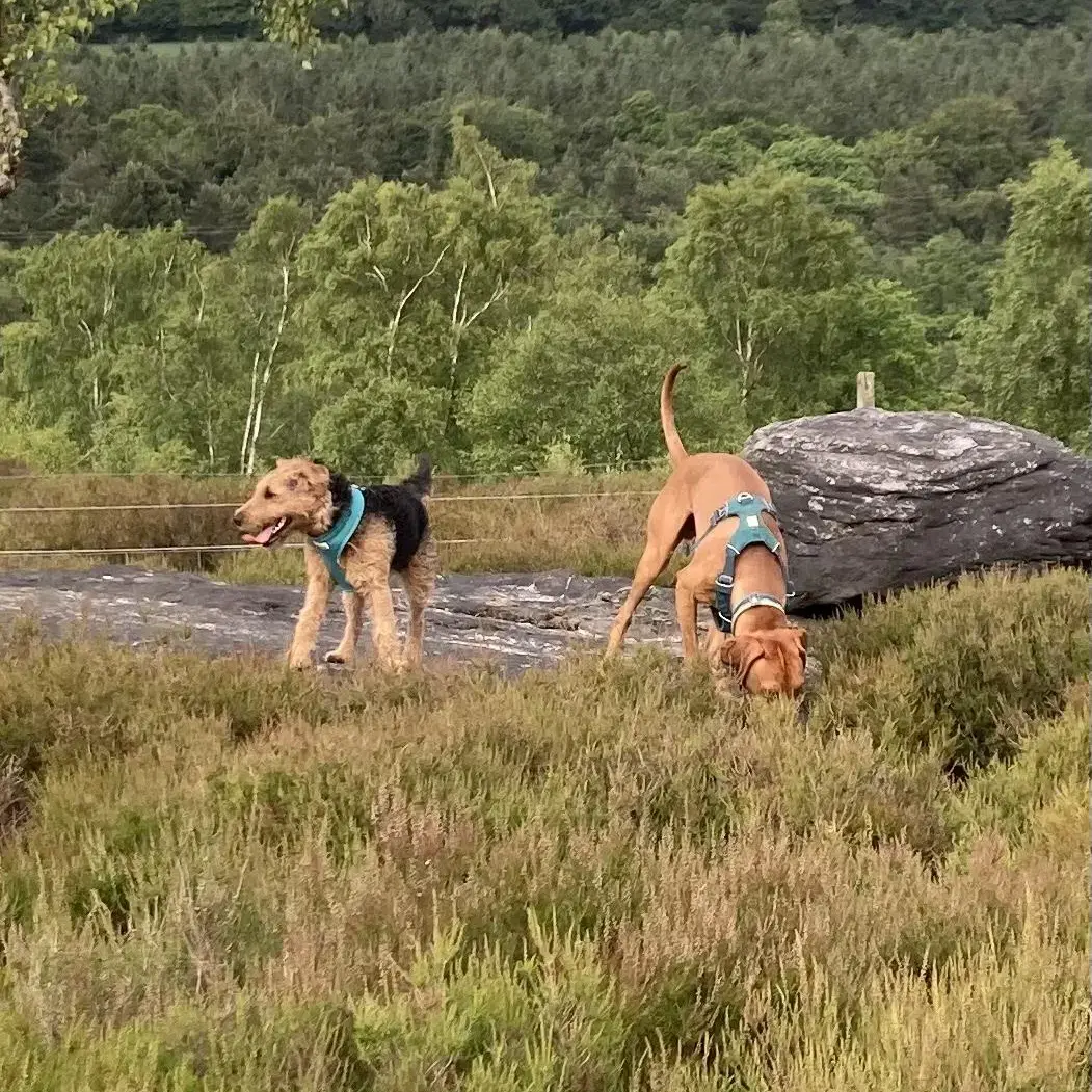 Lakeland Terrier