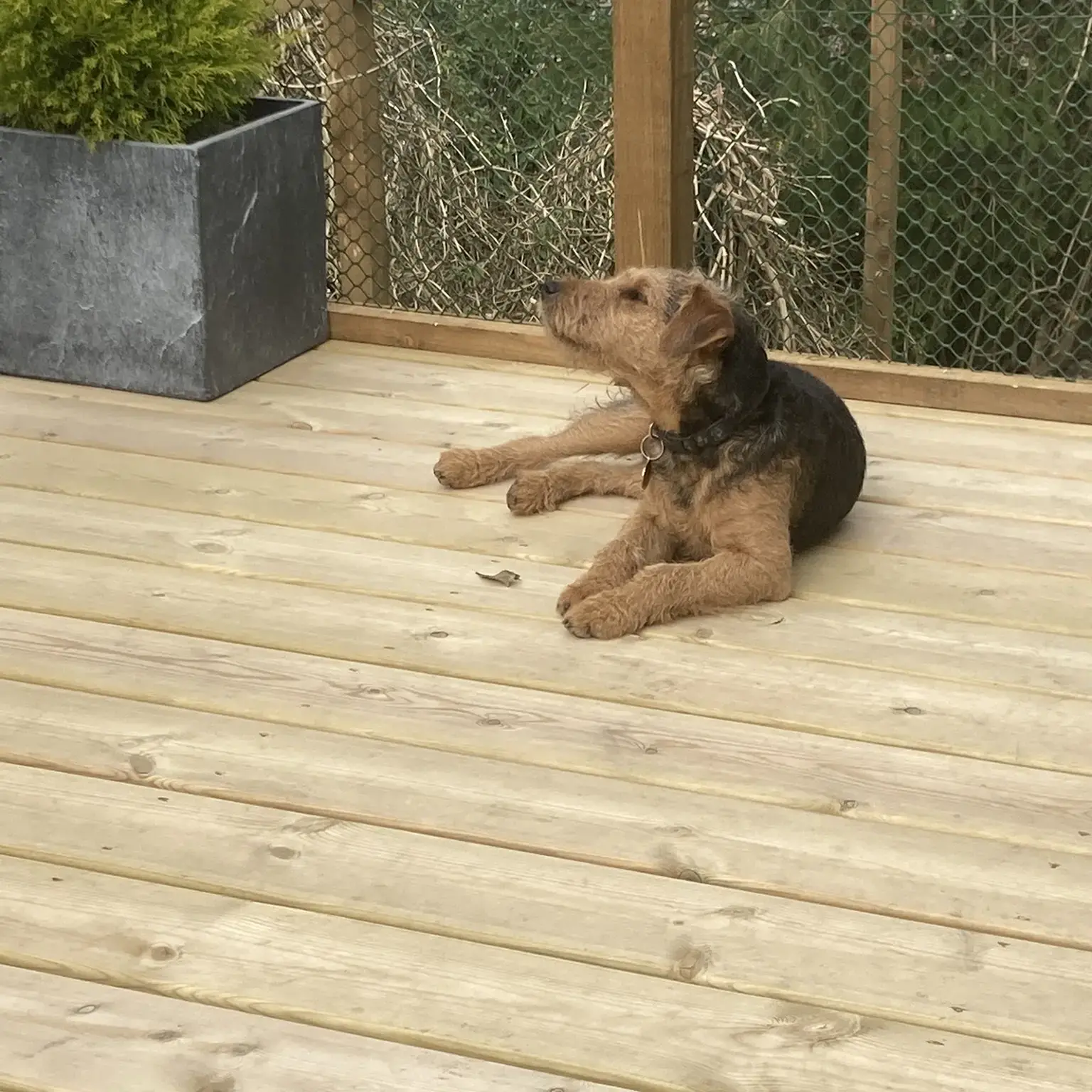 Lakeland Terrier