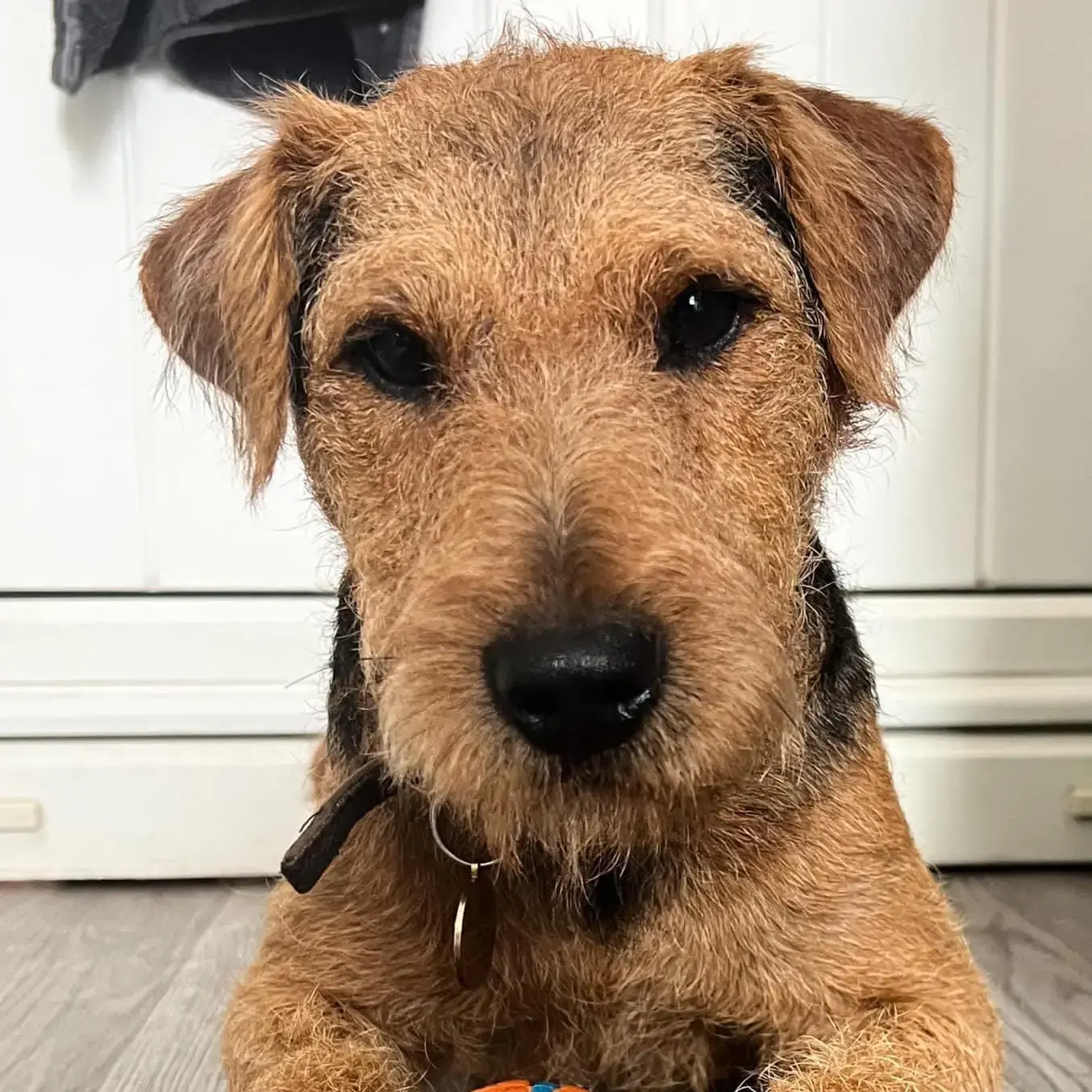 Lakeland Terrier