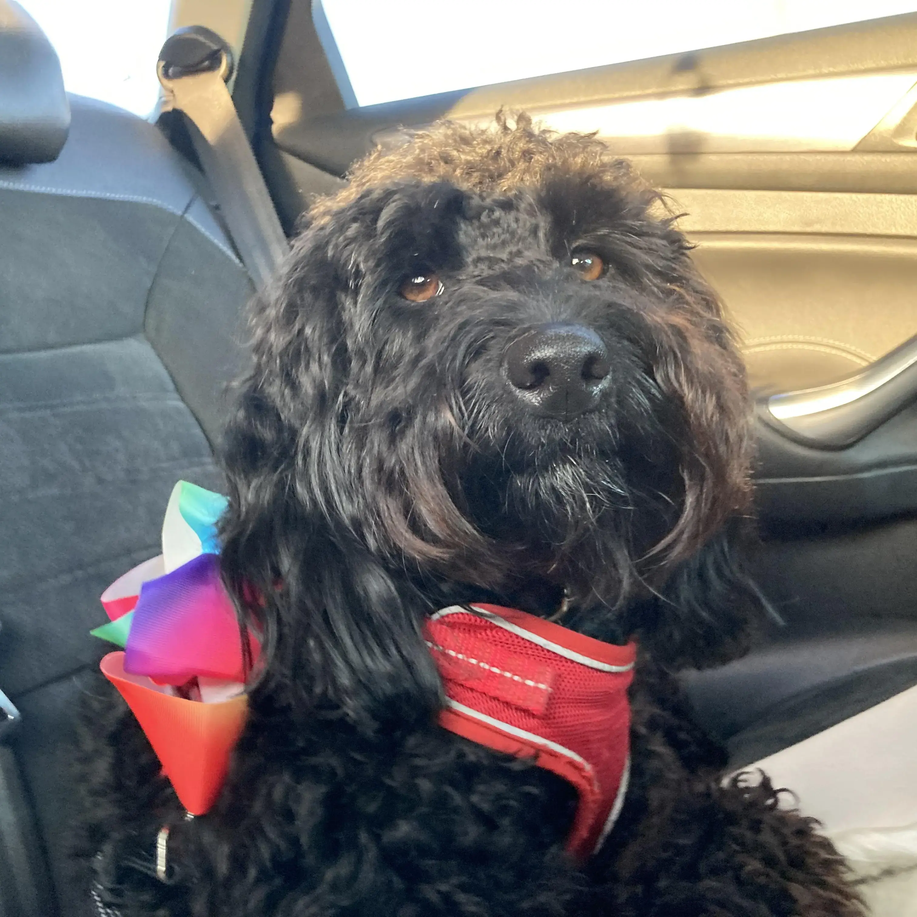 Labradoodle