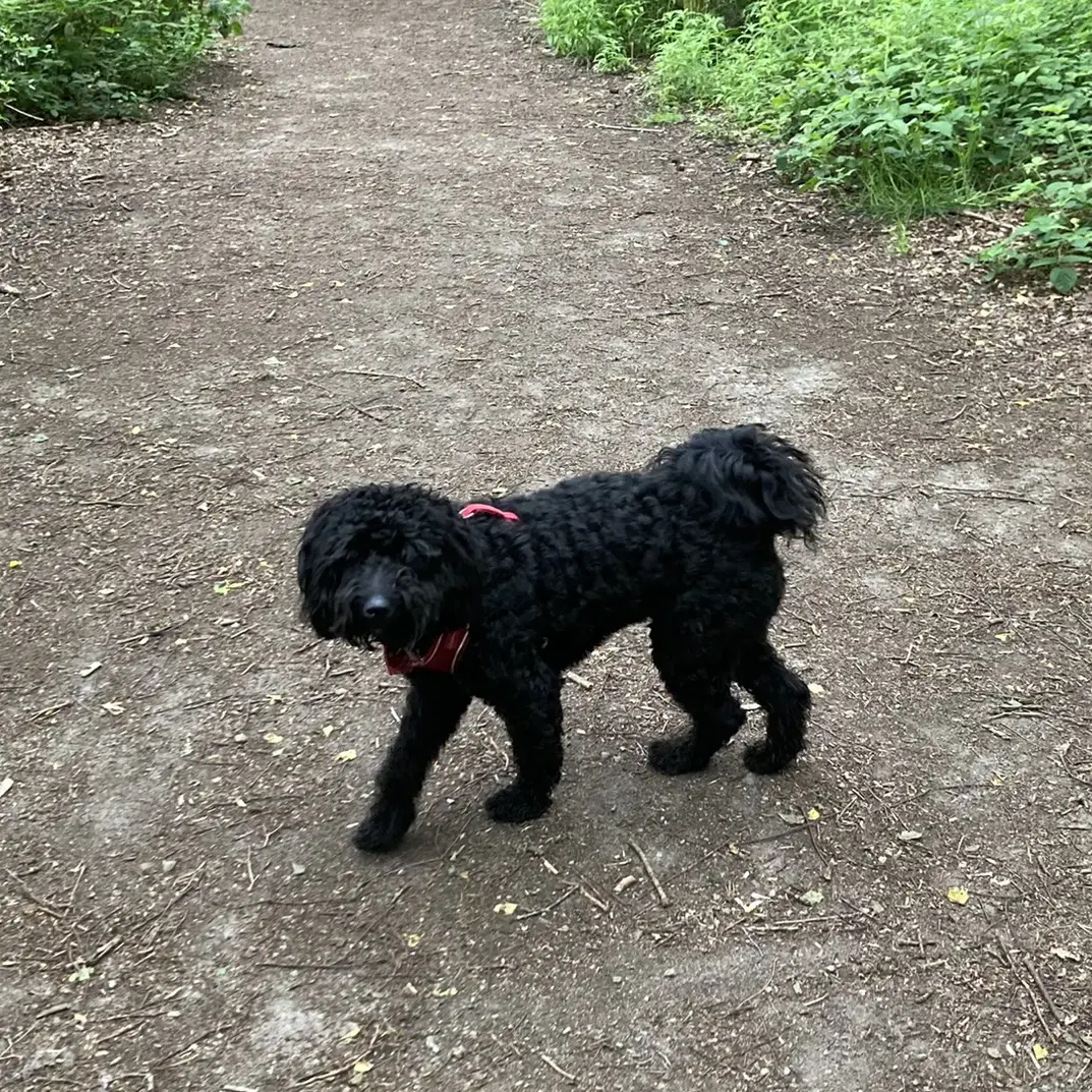Labradoodle