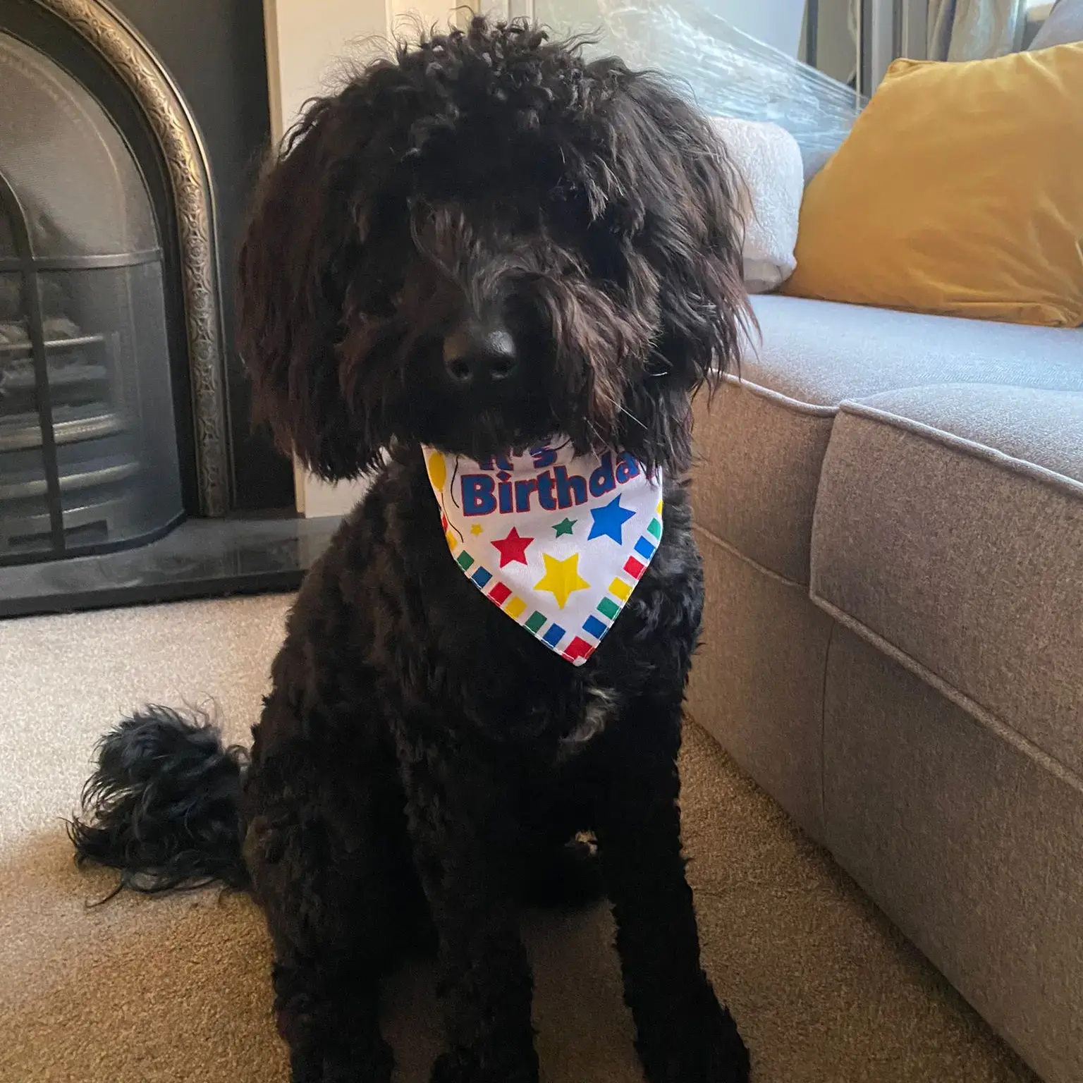 Labradoodle