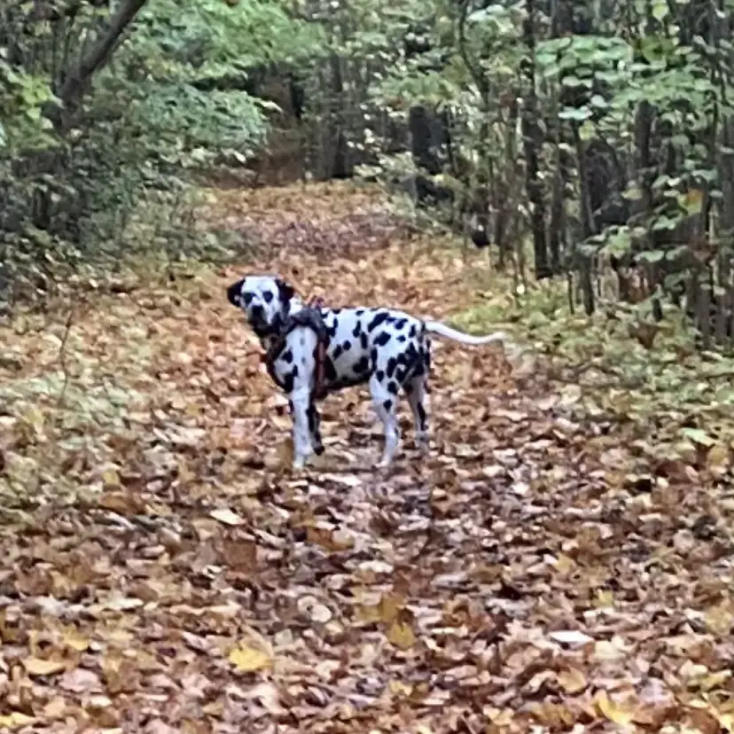 Dalmatian