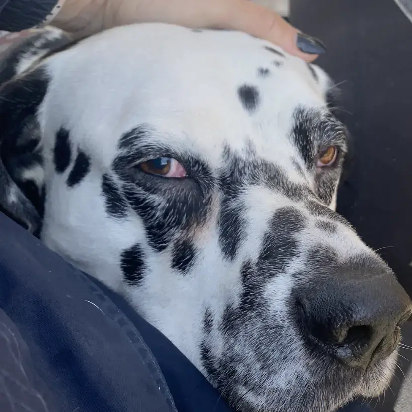 Dalmatian