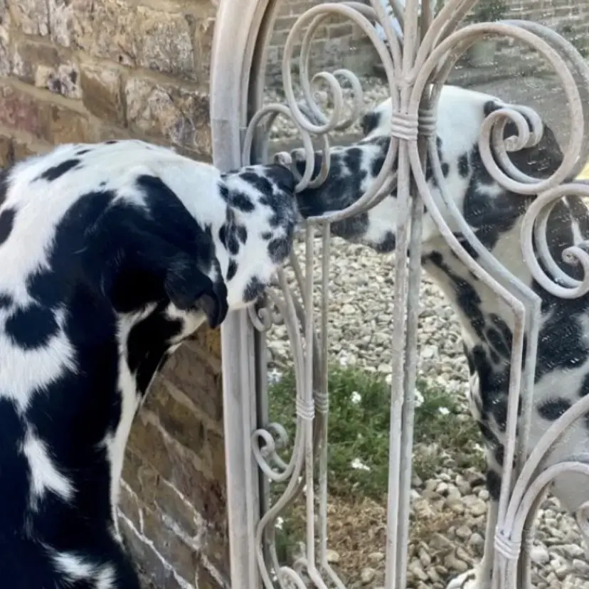 Dalmatian