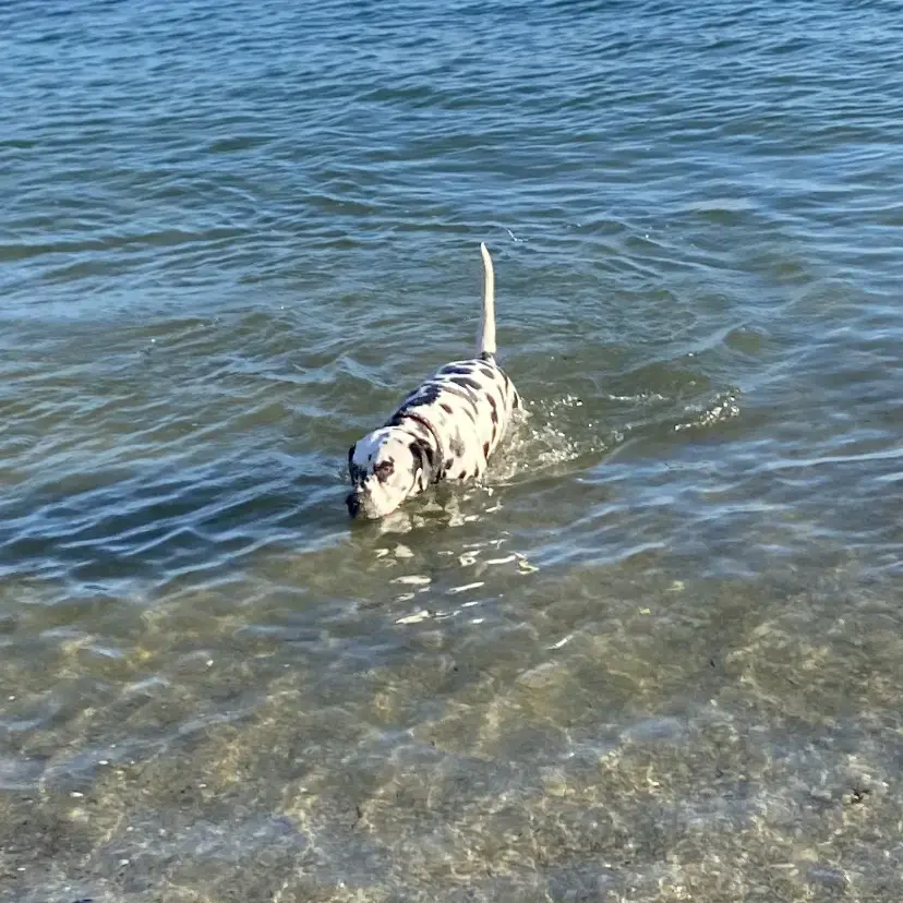 Dalmatian
