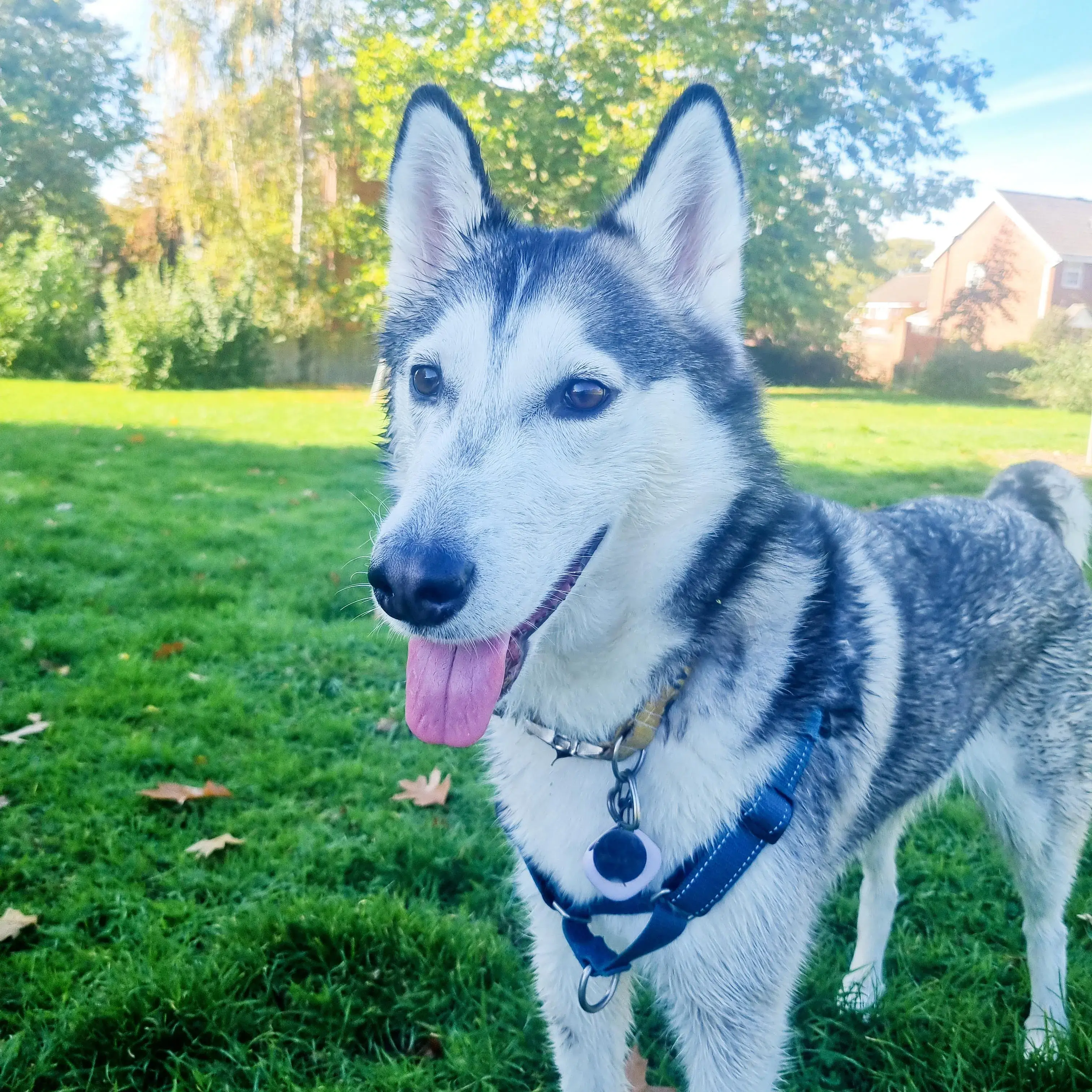Siberian Husky