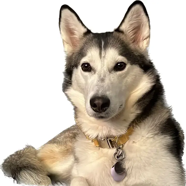 Siberian Husky