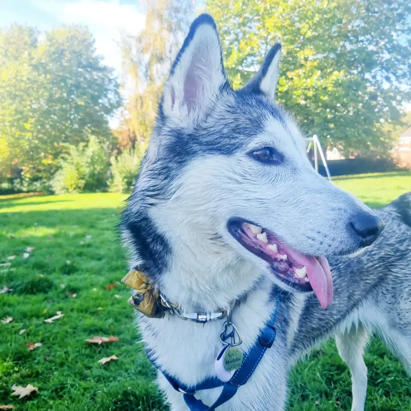 Siberian Husky