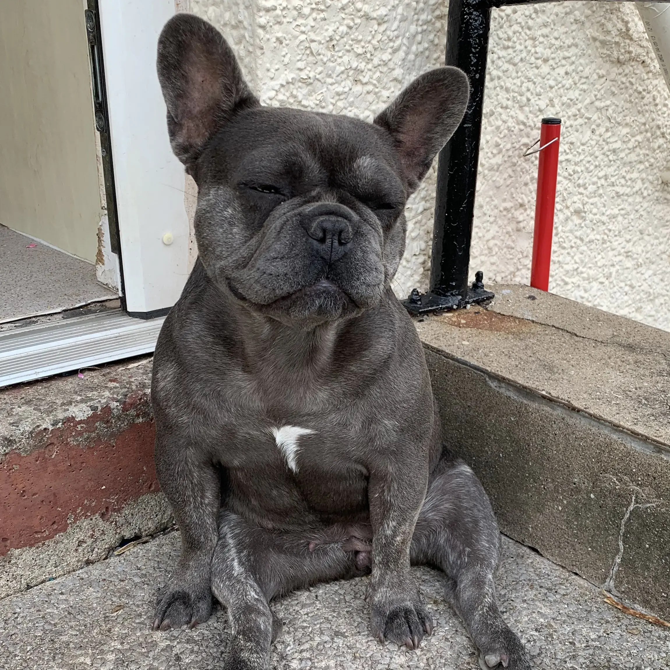 French Bulldog