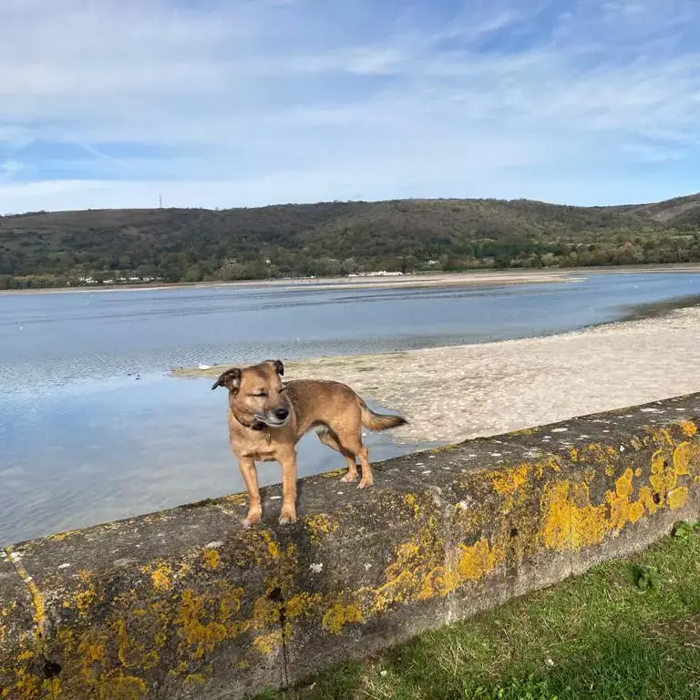 Border Terrier