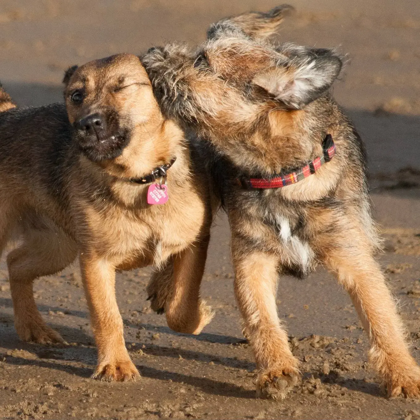 Border Terrier