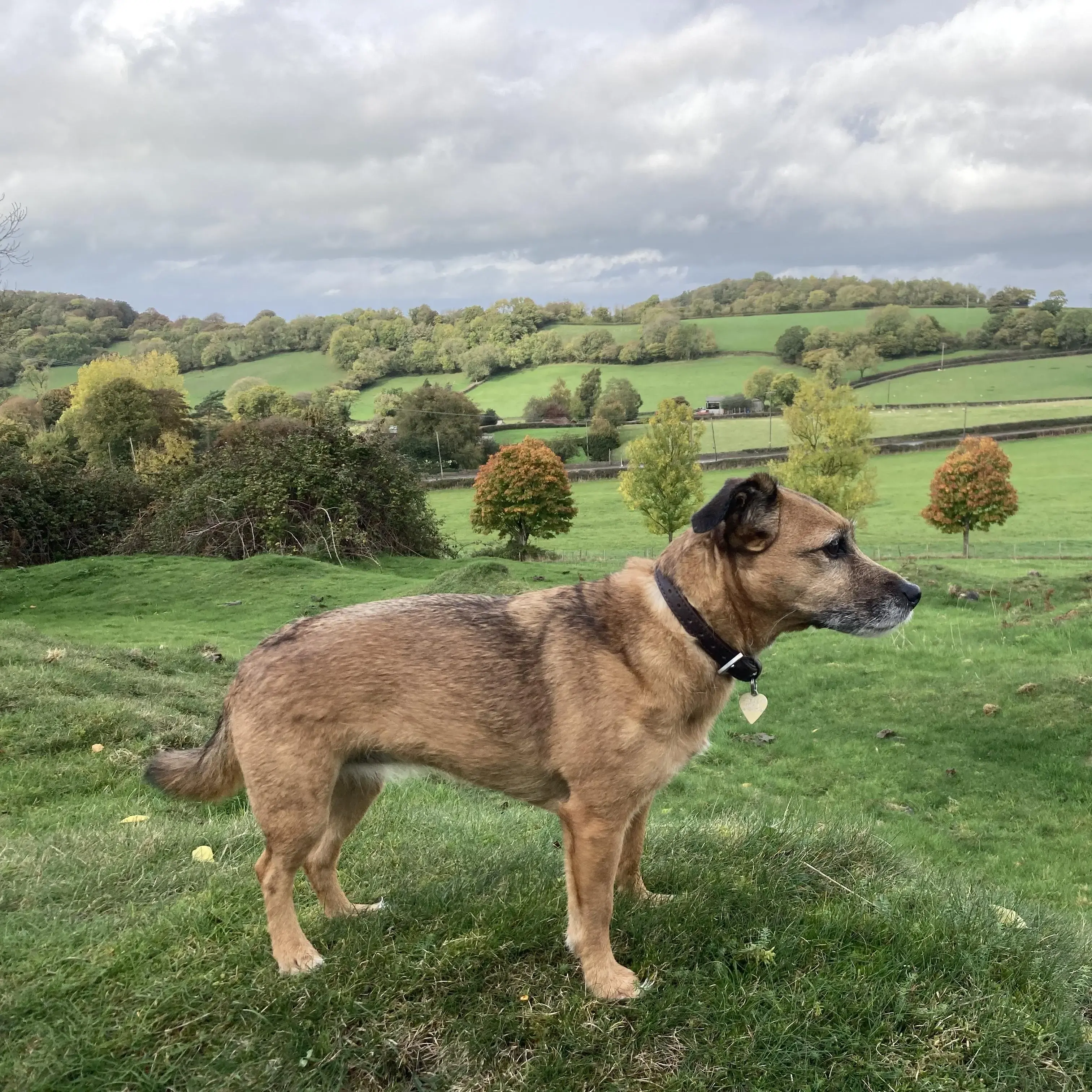 Border Terrier