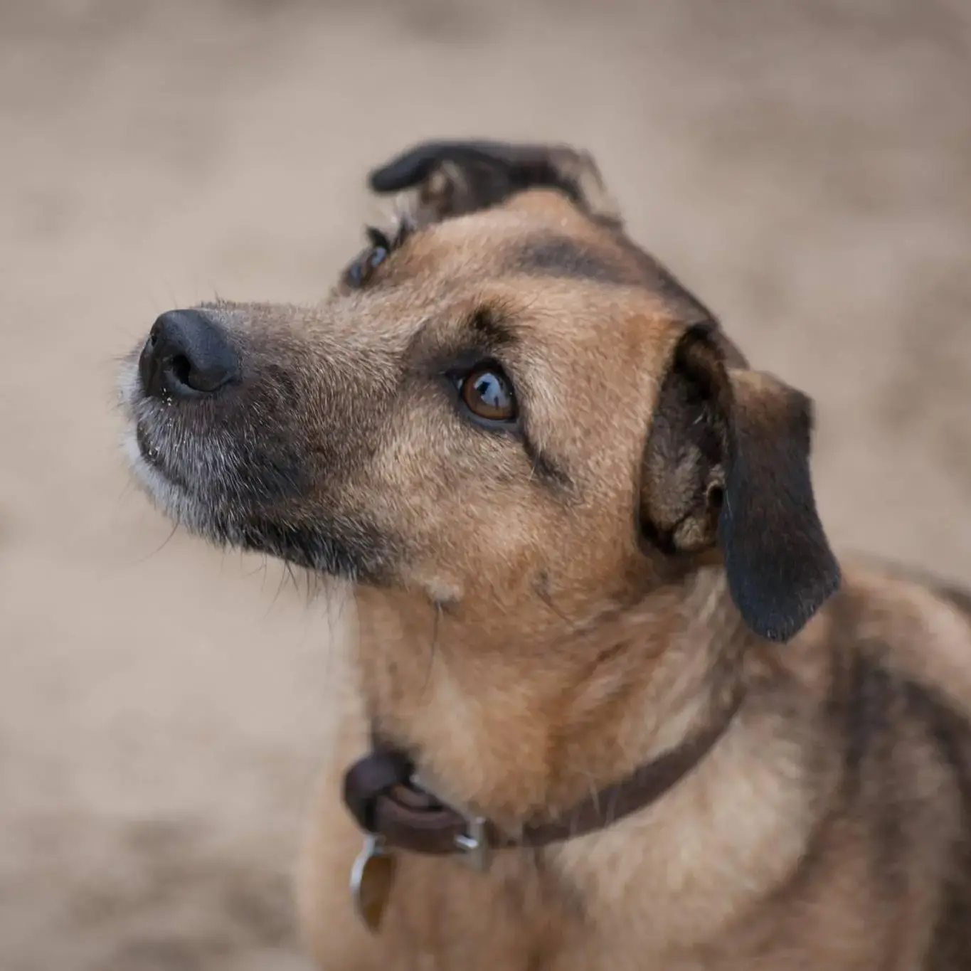 Border Terrier