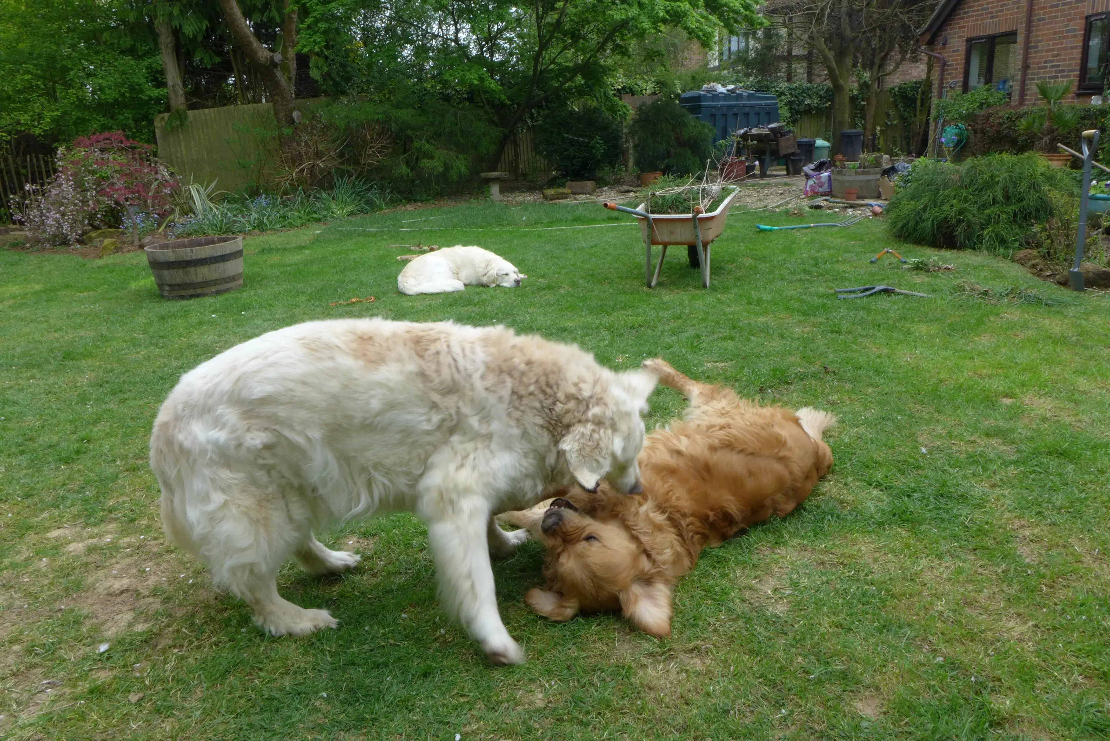 Golden Retriever