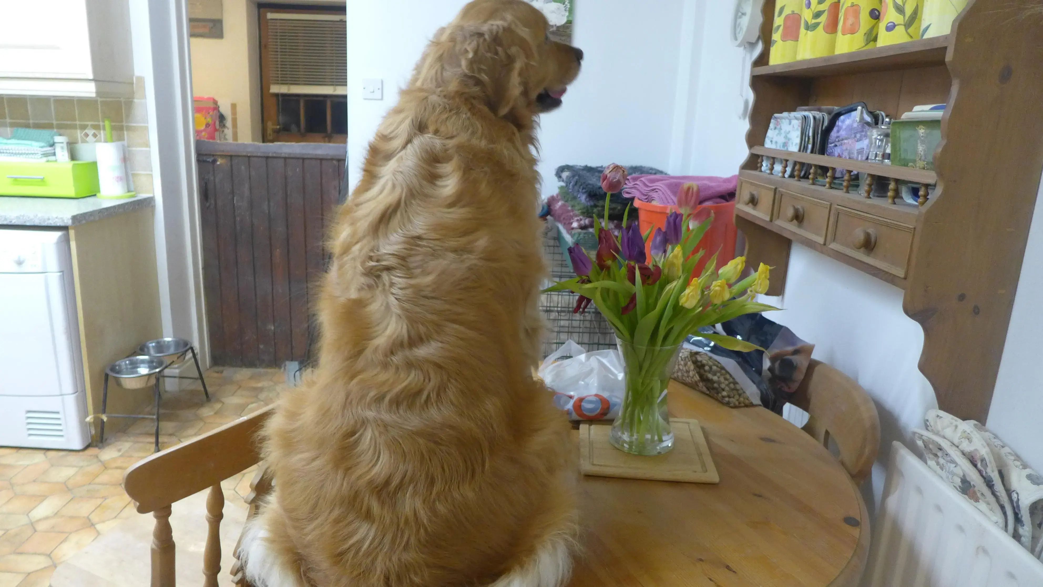 Golden Retriever