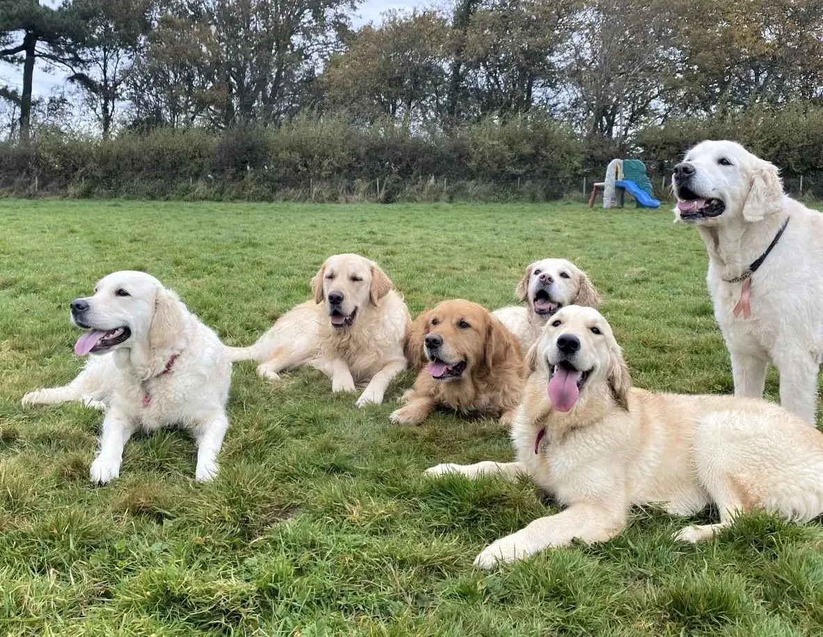 Golden Retriever