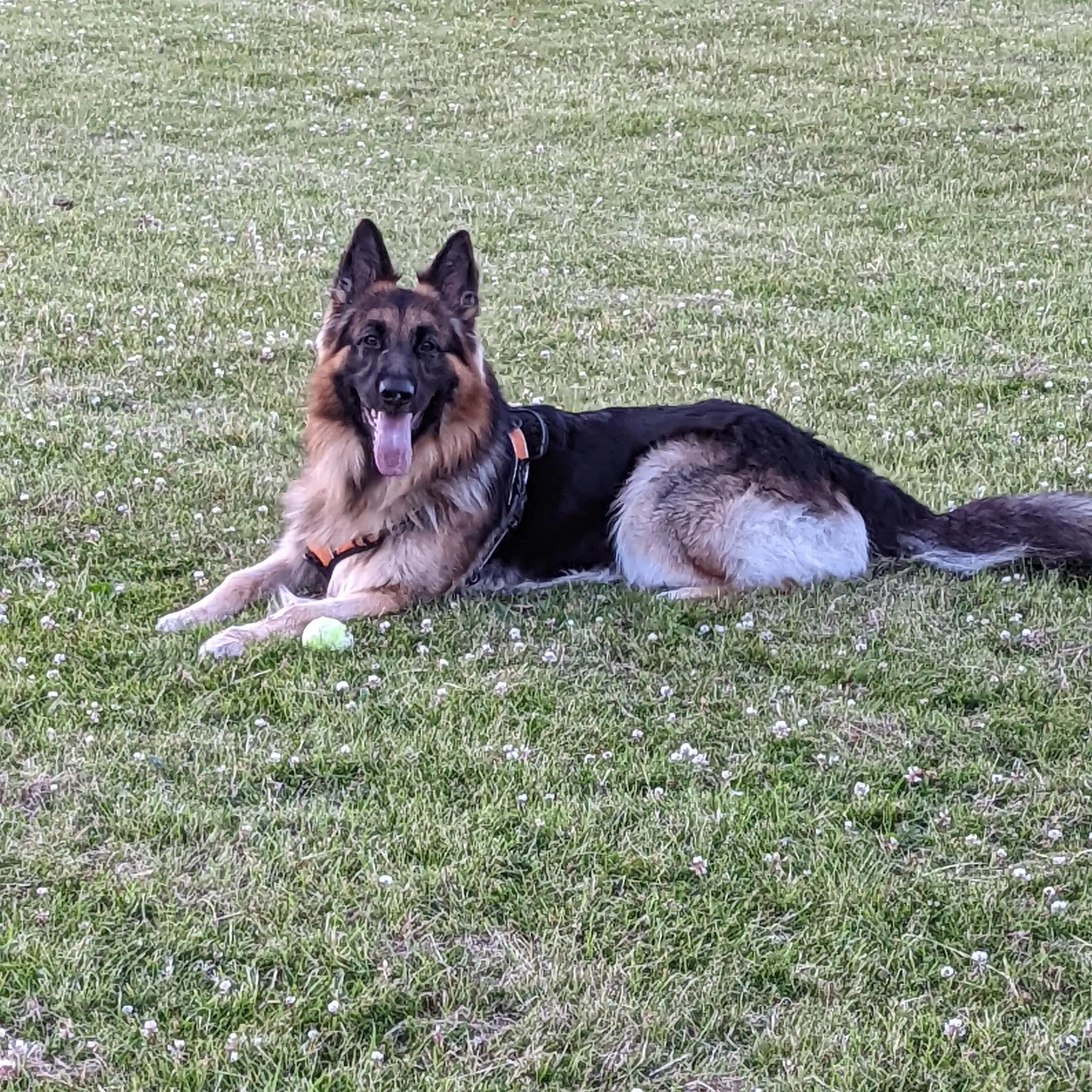 German Shepherd Dog