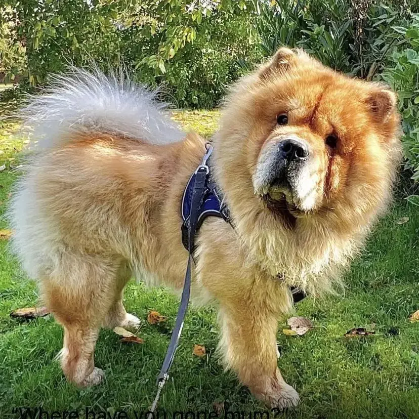 Chow Chow