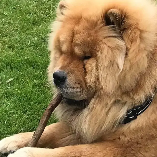 Chow Chow