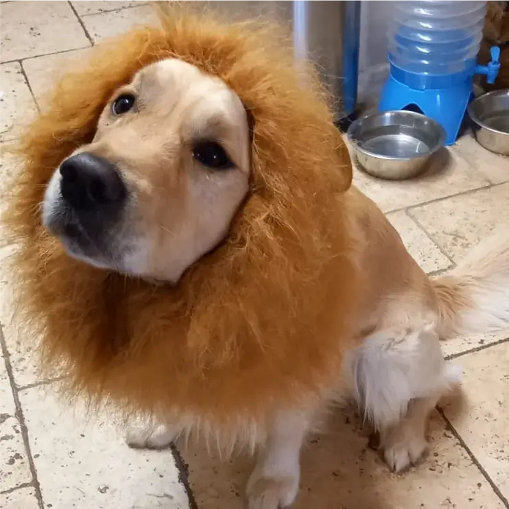 Golden Retriever