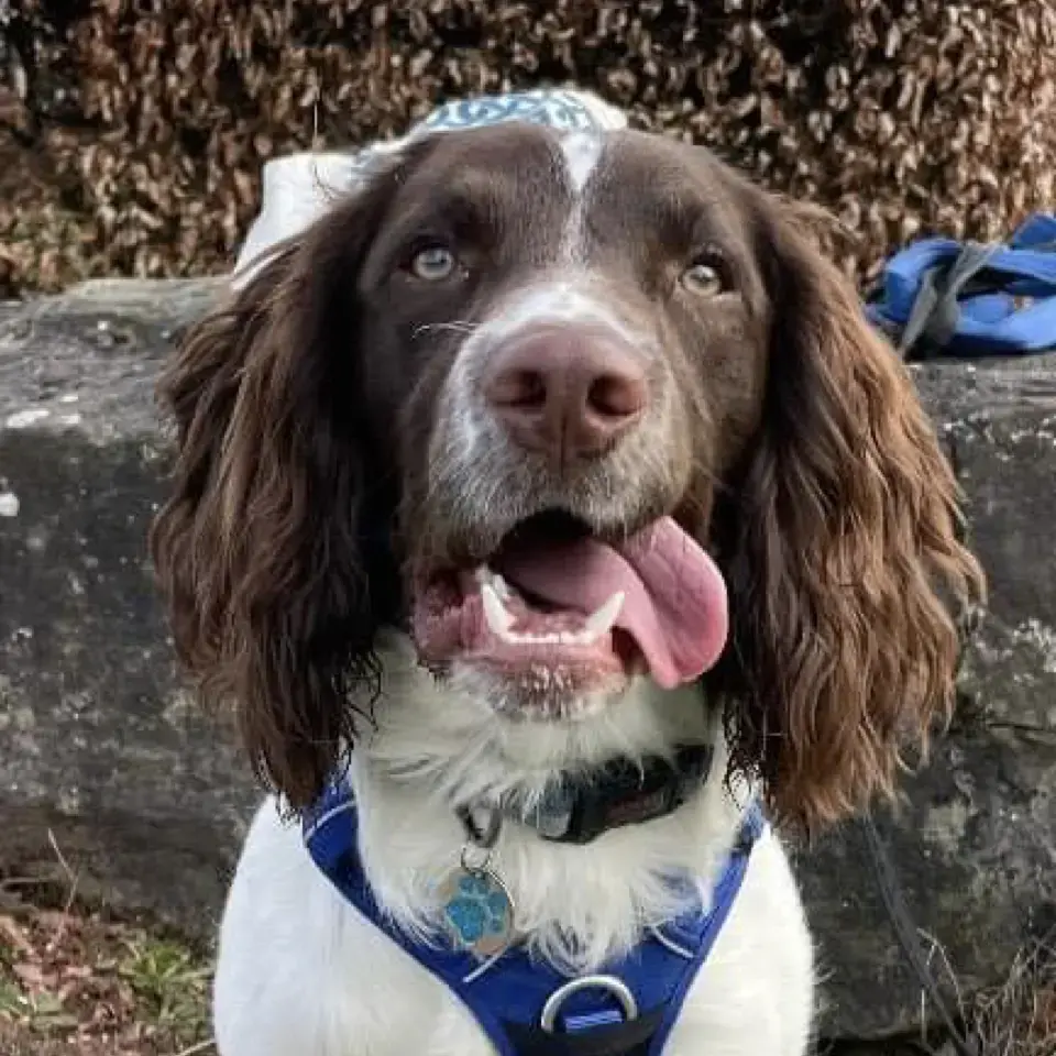 English Springer Spaniel