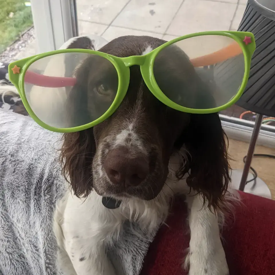 English Springer Spaniel