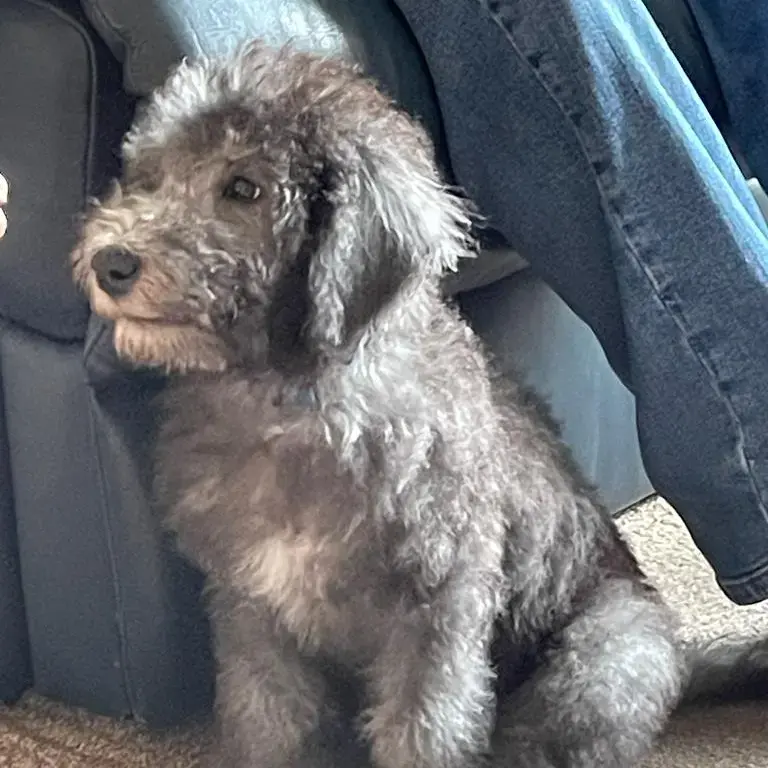 Bedlington Terrier