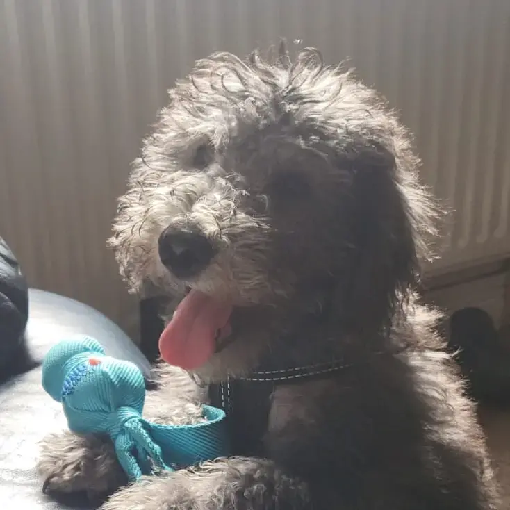 Bedlington Terrier